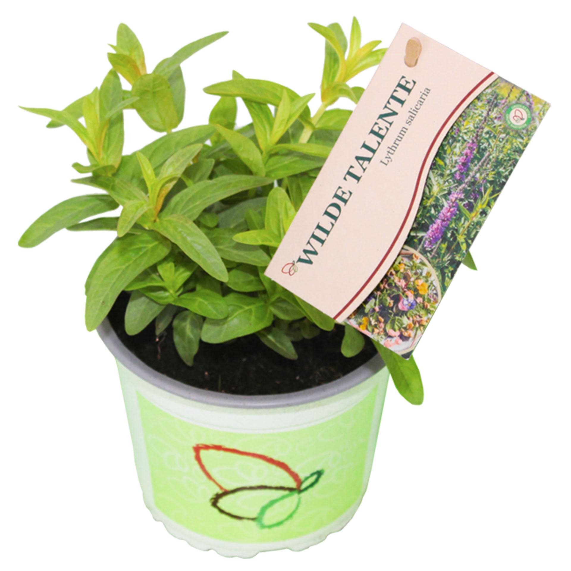 Blutweiderich im Pflanztopf mit Pflanzenstecker, Kräuterig, Kräuter, Pflanze, Pflanze im Topf, Blatt