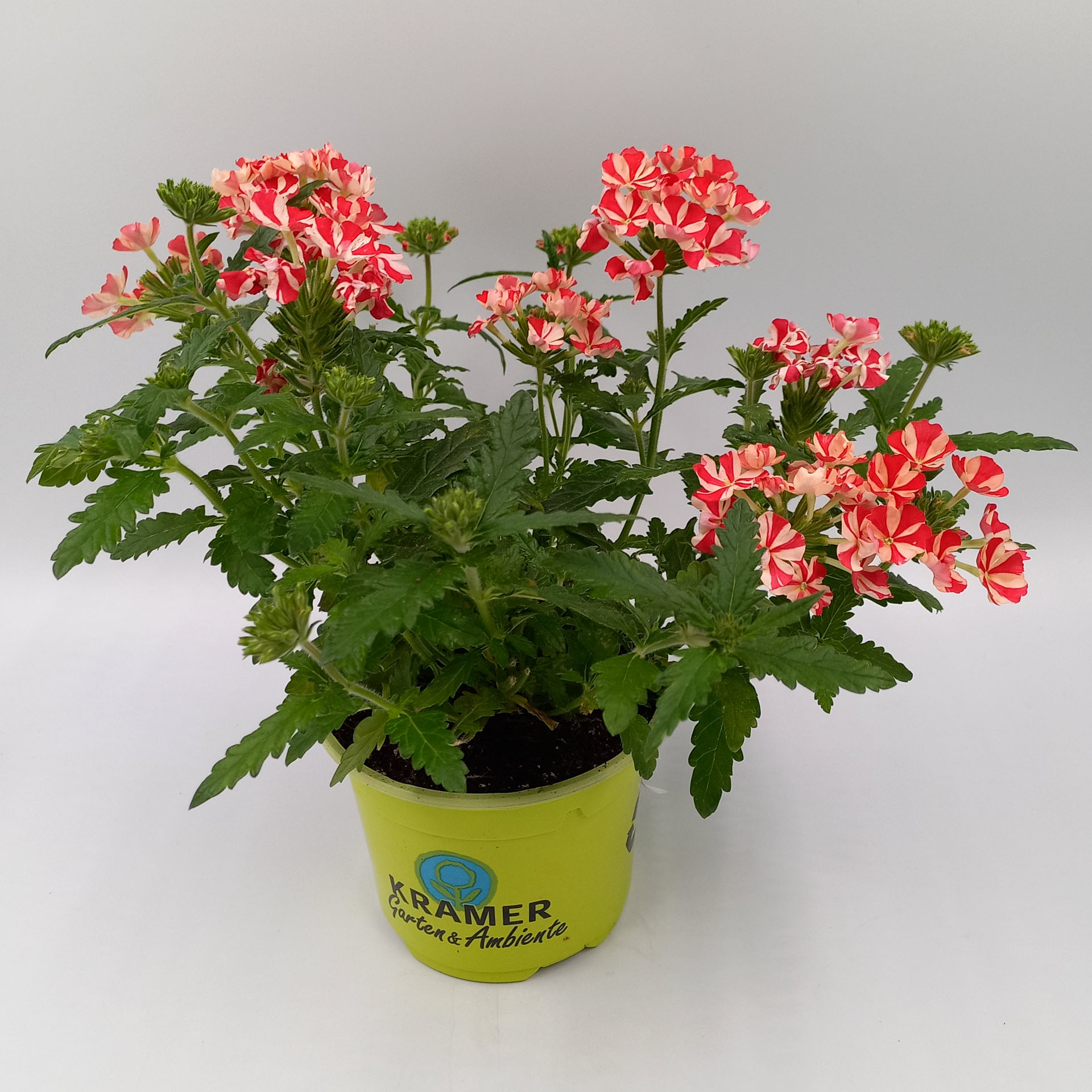 Blume, Geranie, Pflanze, Pflanze im Topf, Blumen-Arrangement