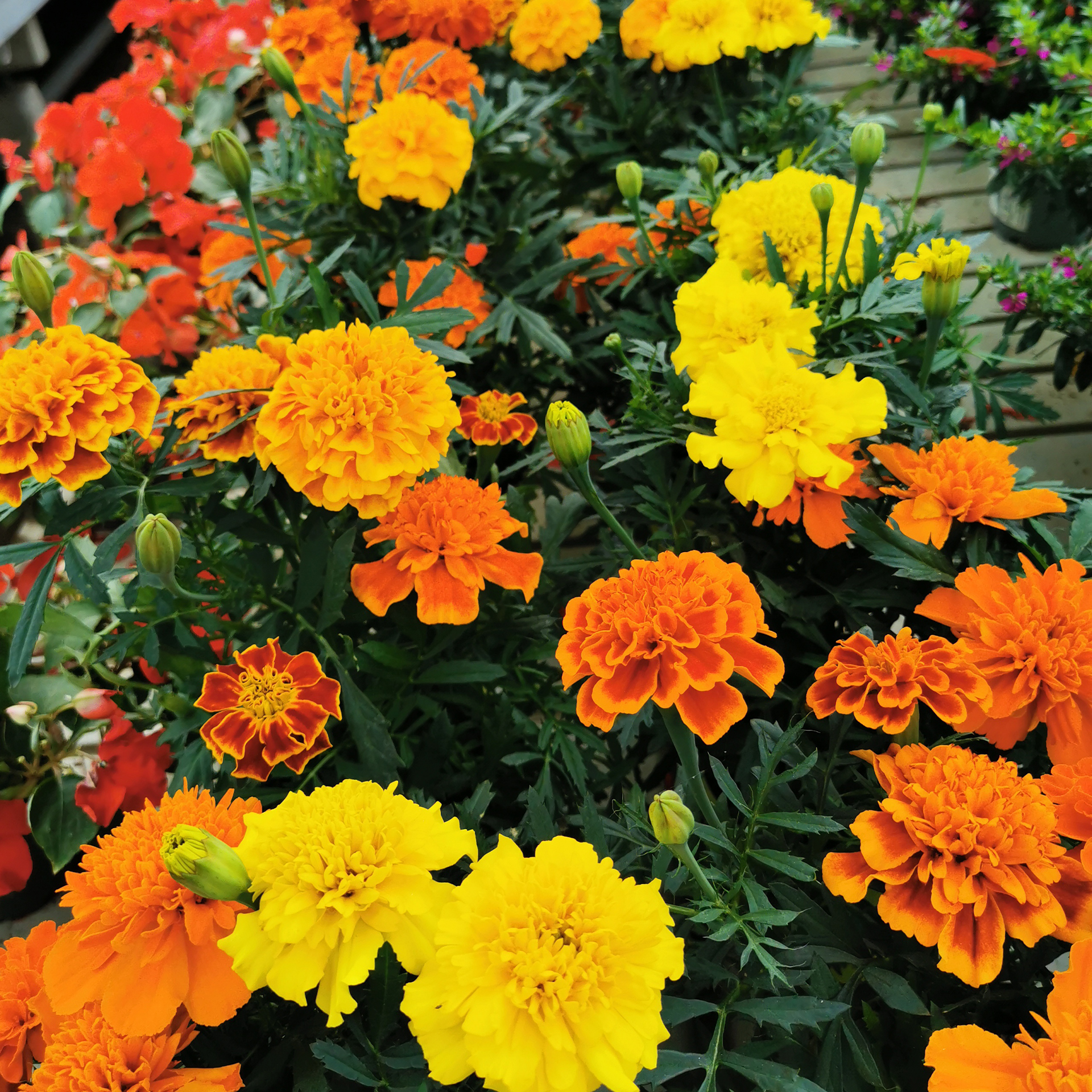 Tagetes / Studentenblume - Tagetes x patula Mix, 12cm Topf