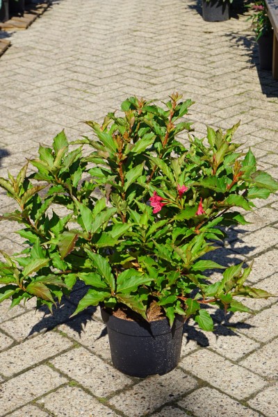 Weigelia 'Red Prince'