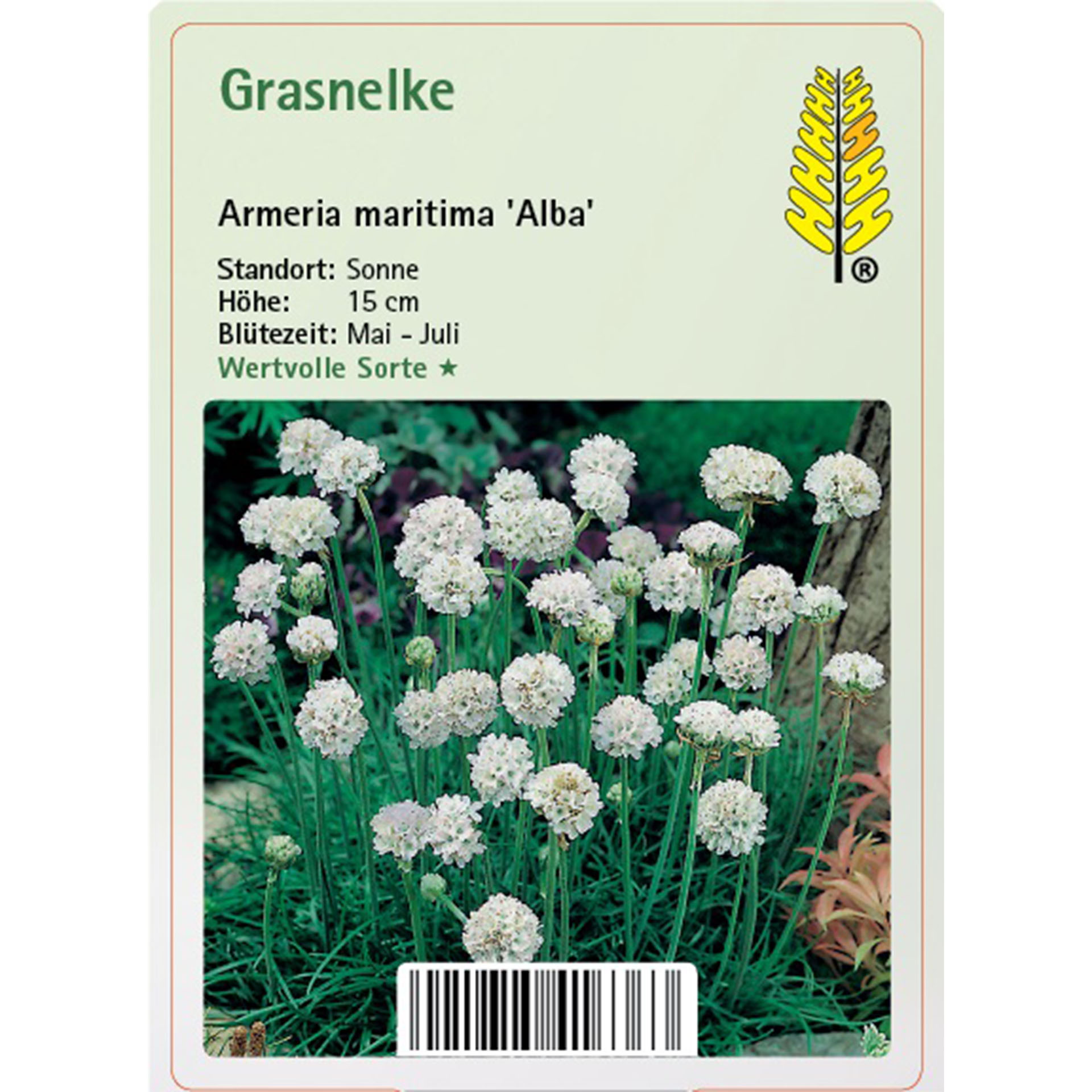 Blume, Pflanze, Kräuterig, Kräuter, Text