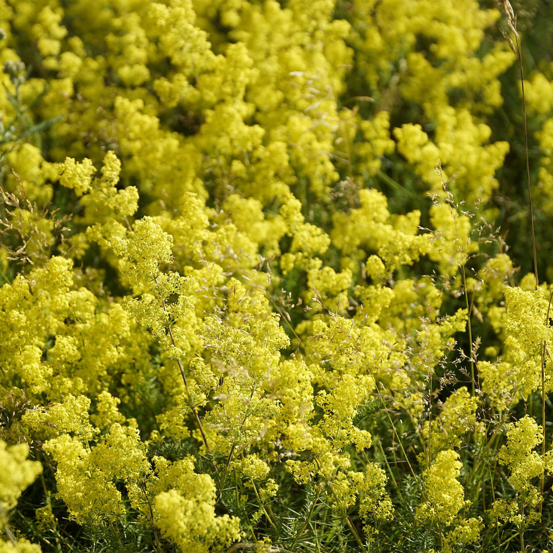 Apiaceae, Blume, Pflanze, Senf, Vegetation