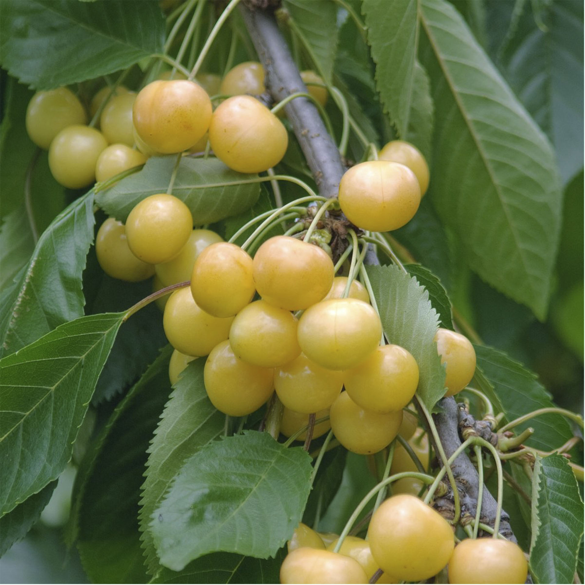 Ast der Süßkirche Dönissens Gelbe mit reifen Kirschen