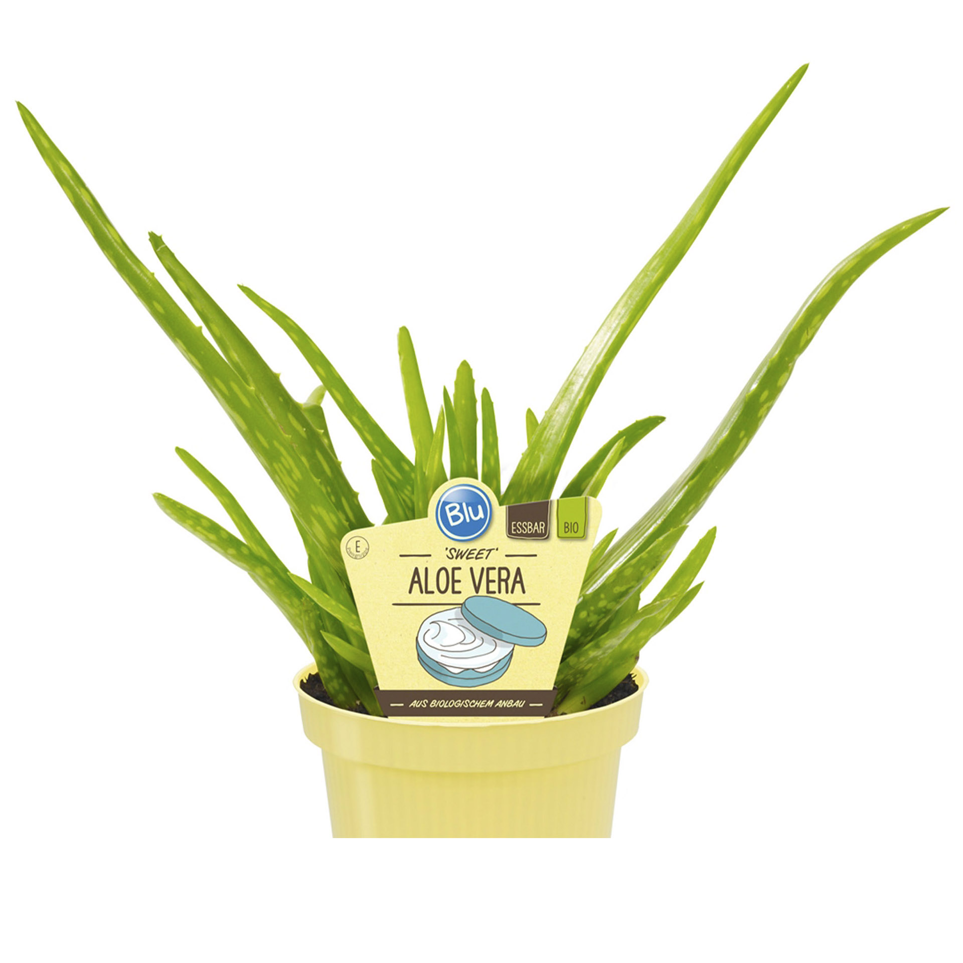 BIO Aloe Vera - Barbadensis Miller, 12cm Topf