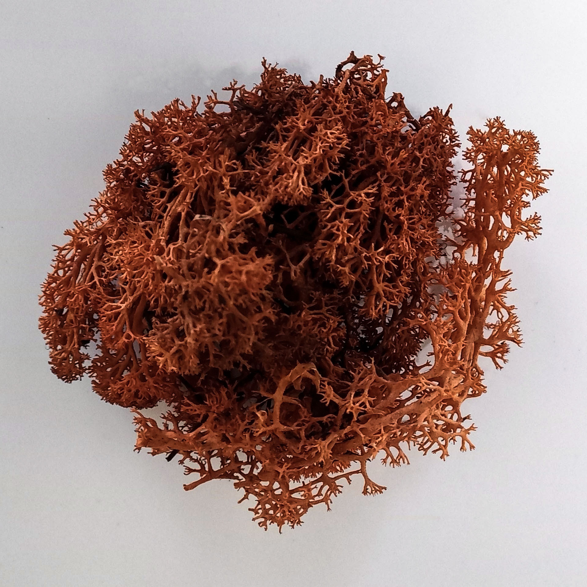 Moos rostfarben, 12g