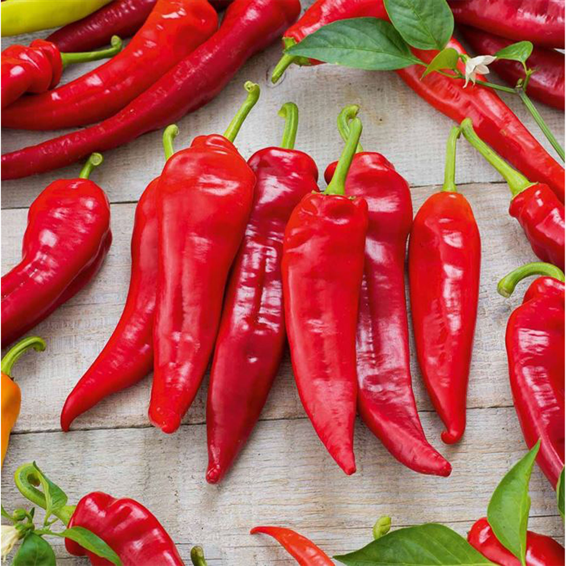 Spitzpaprika - Capsicum annuum 'Lipari' F1, 12cm Topf