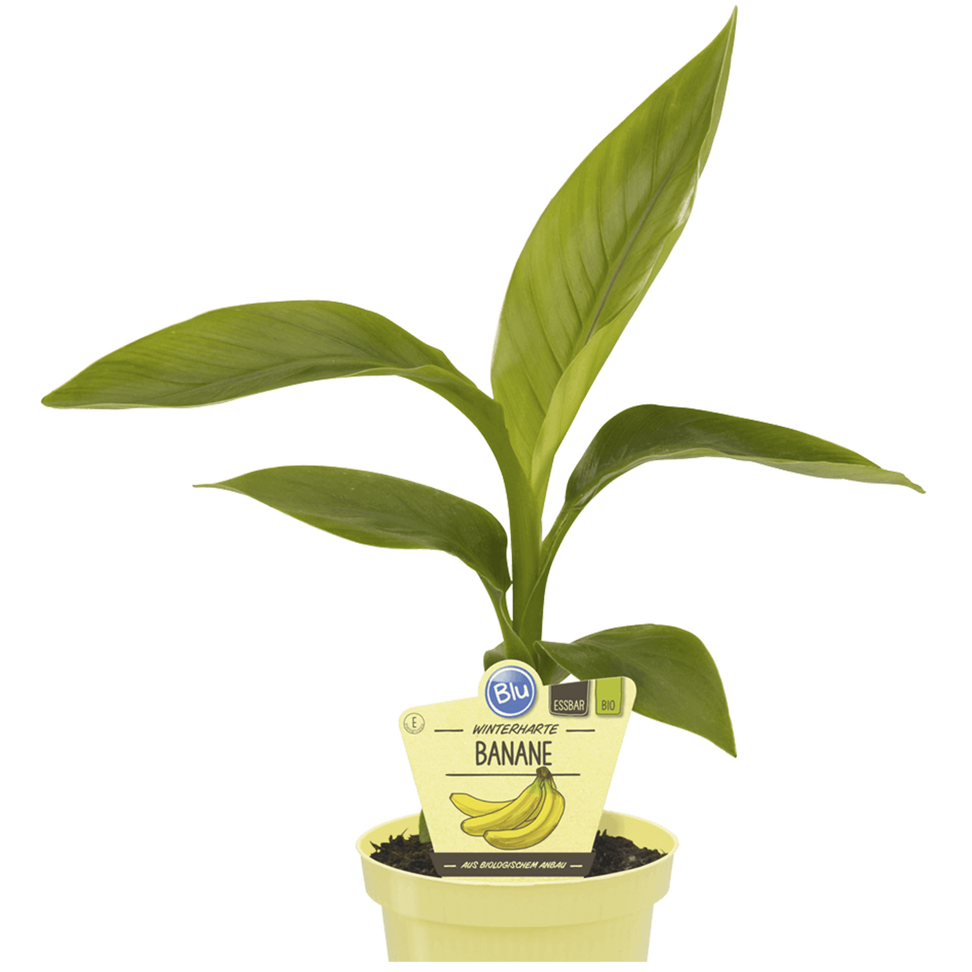 Winterharte BIO Bananeim Pflanztopf mit Pflanzenstecker