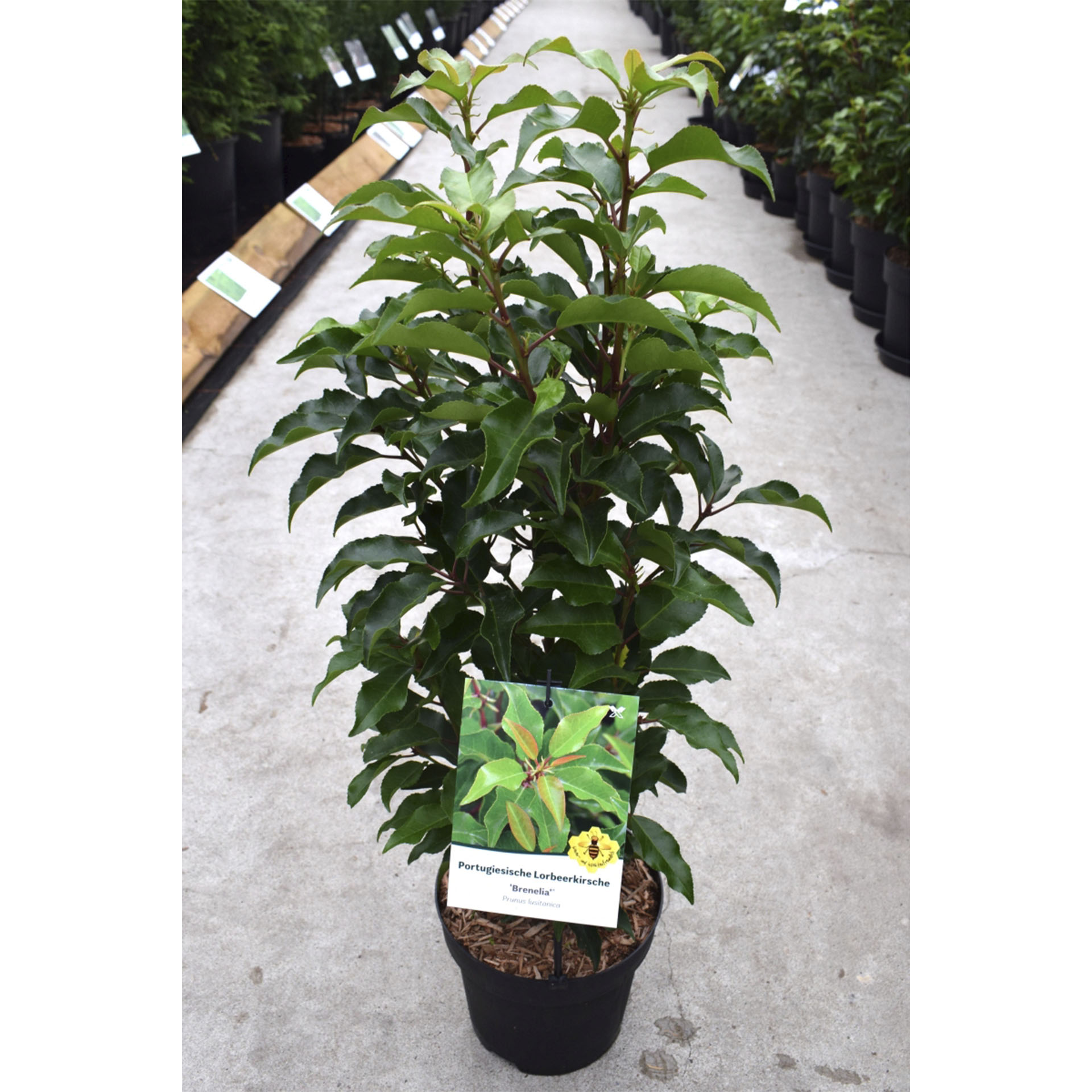 Pflanztopf mit Portugiisischer Lorbeerkirsche Brenalia und Pflanzensteckerund