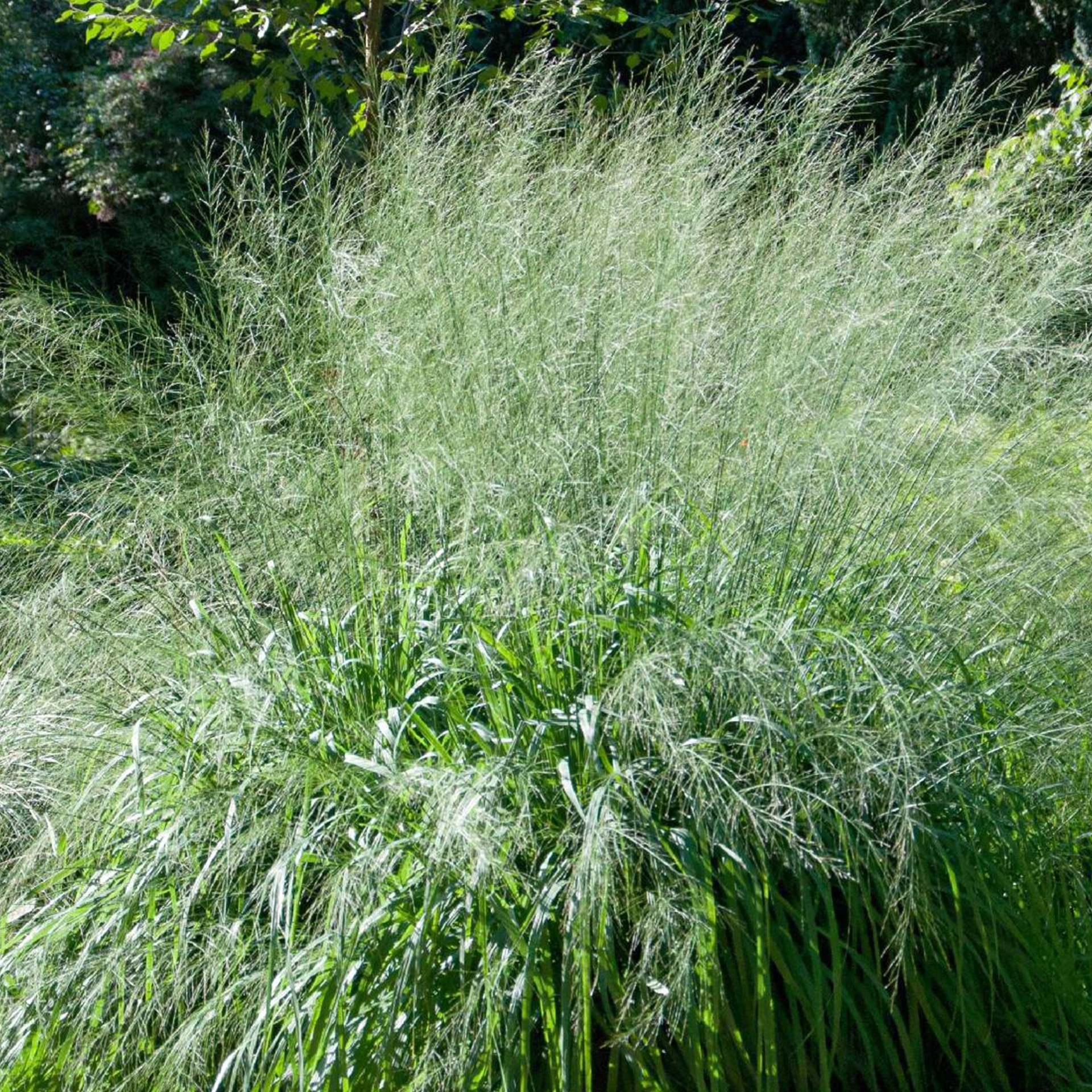 Pfeifengras - Molinia caerulea 'Transparent', 17cm Topf