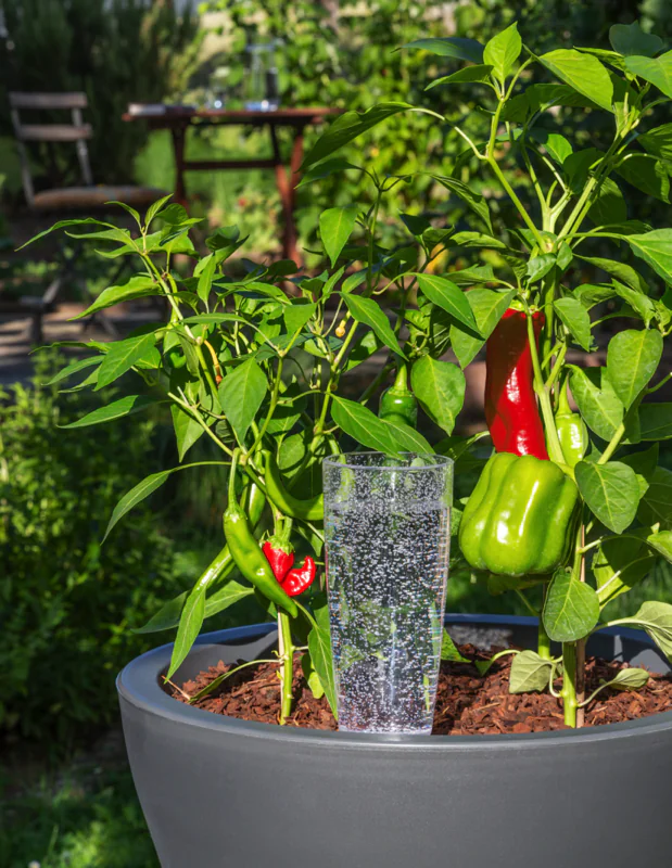 pflanzen, paprika, grüne pflanze, glasbehälter, topfpflanze