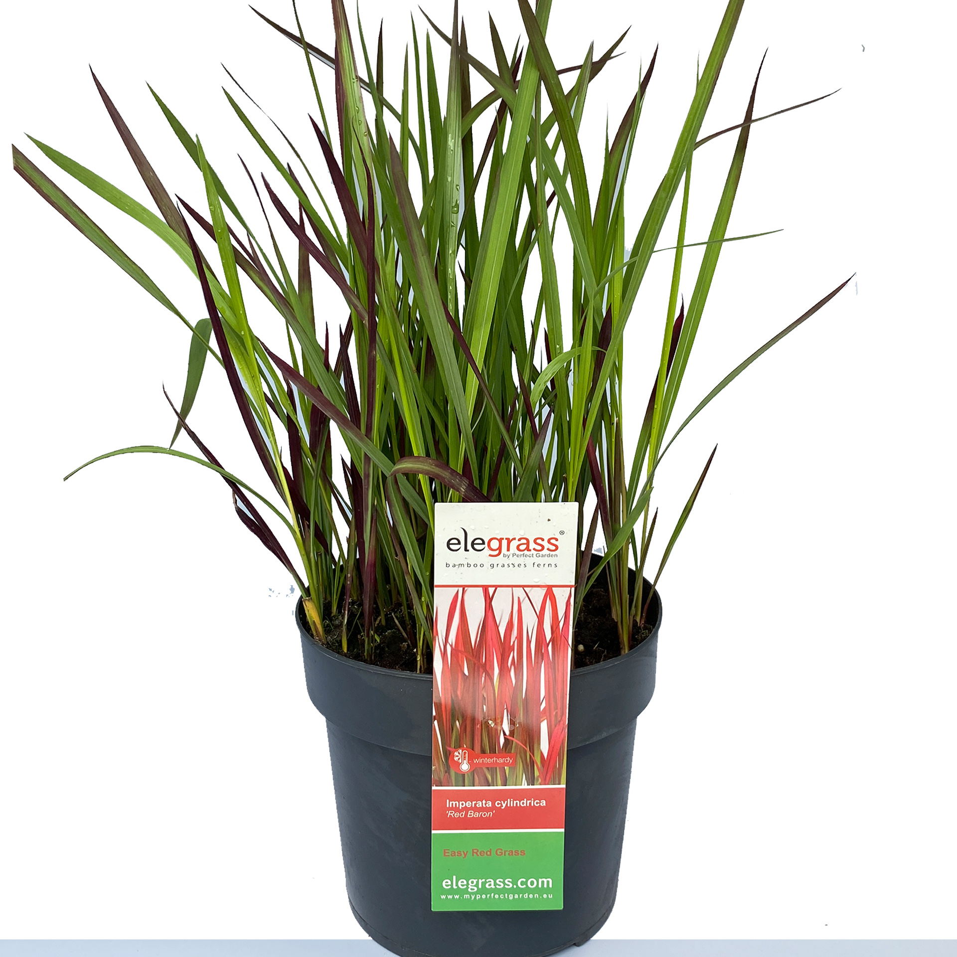 Japanisches Blutgras