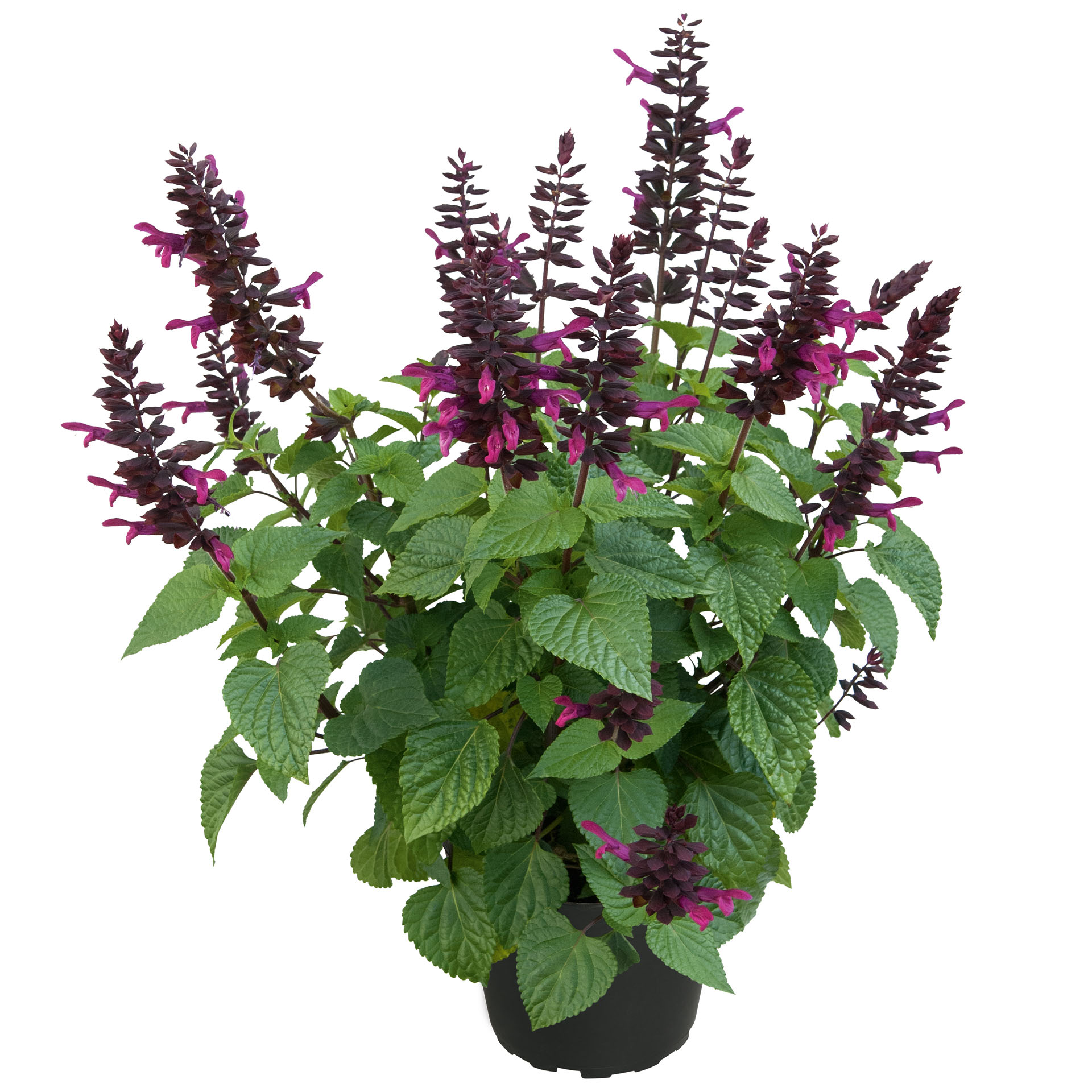 Salbei - Salvia ROCKIN Fuchsia, 2L Topf