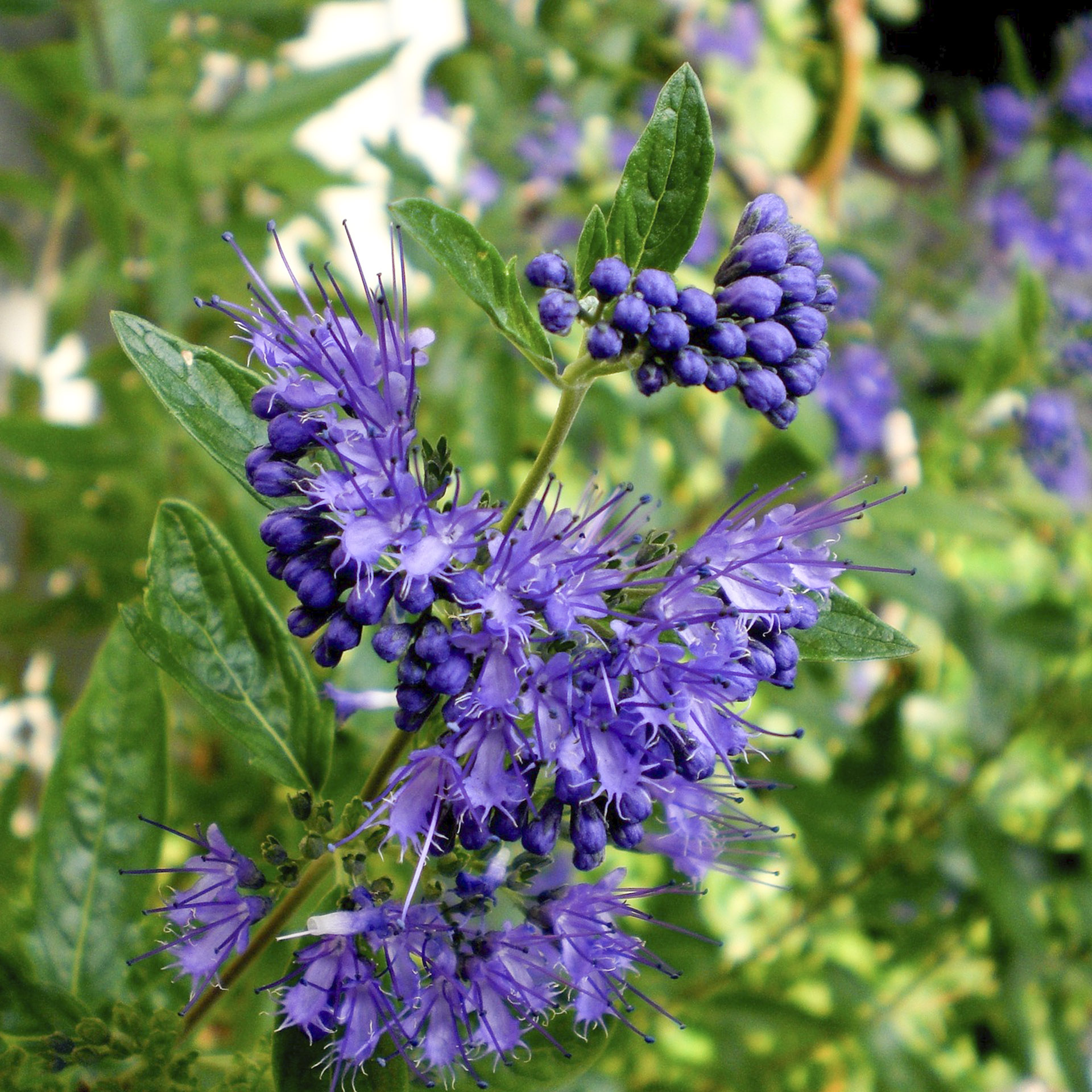 Bartblume - Caryopteris clandonensis 'Grand Blue'®, C3,4