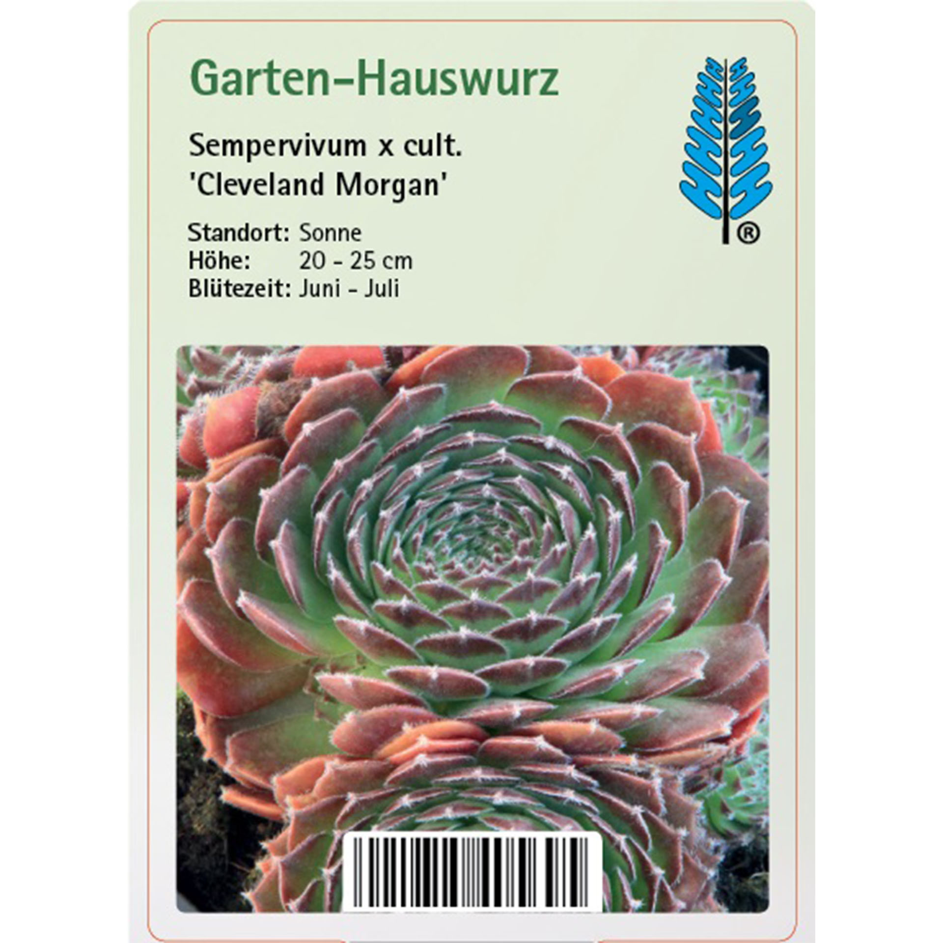 Pflanze, Spirale, Text