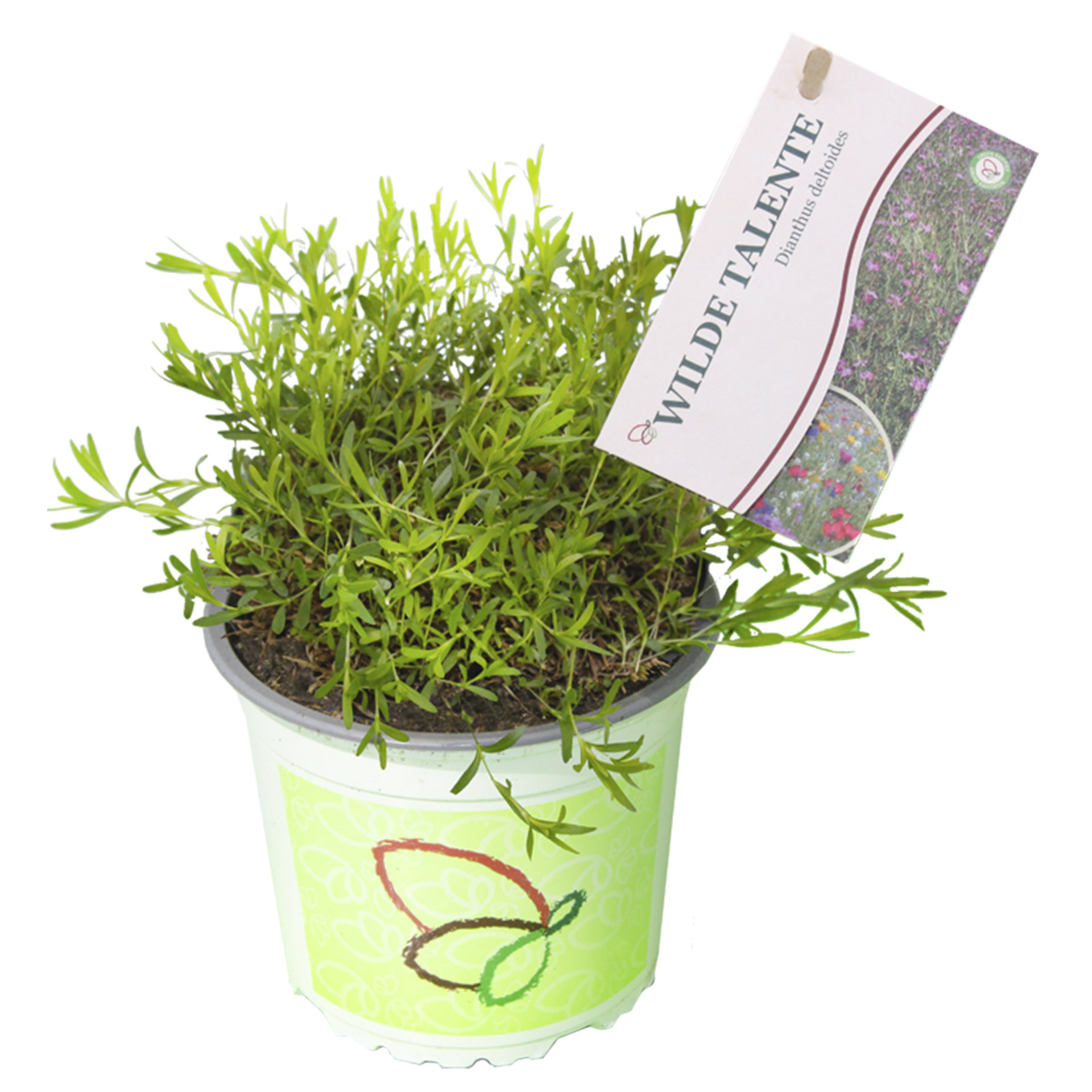 Pflanztopf Heide-Nelke mit Pflanzenstecker Wilde Talente