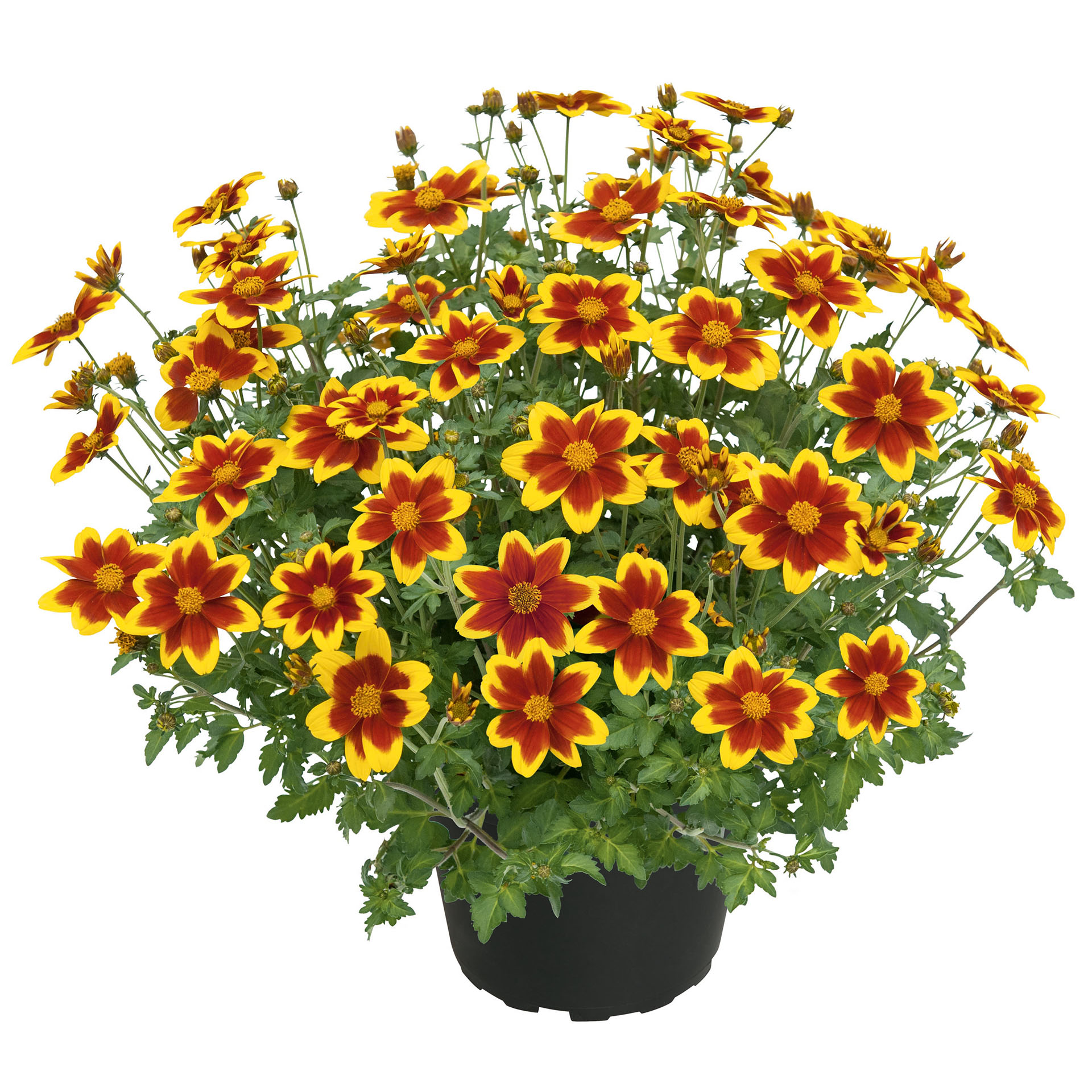 Goldmarie - Bidens ferulifolia 'Blazing Embers', 12cm Topf