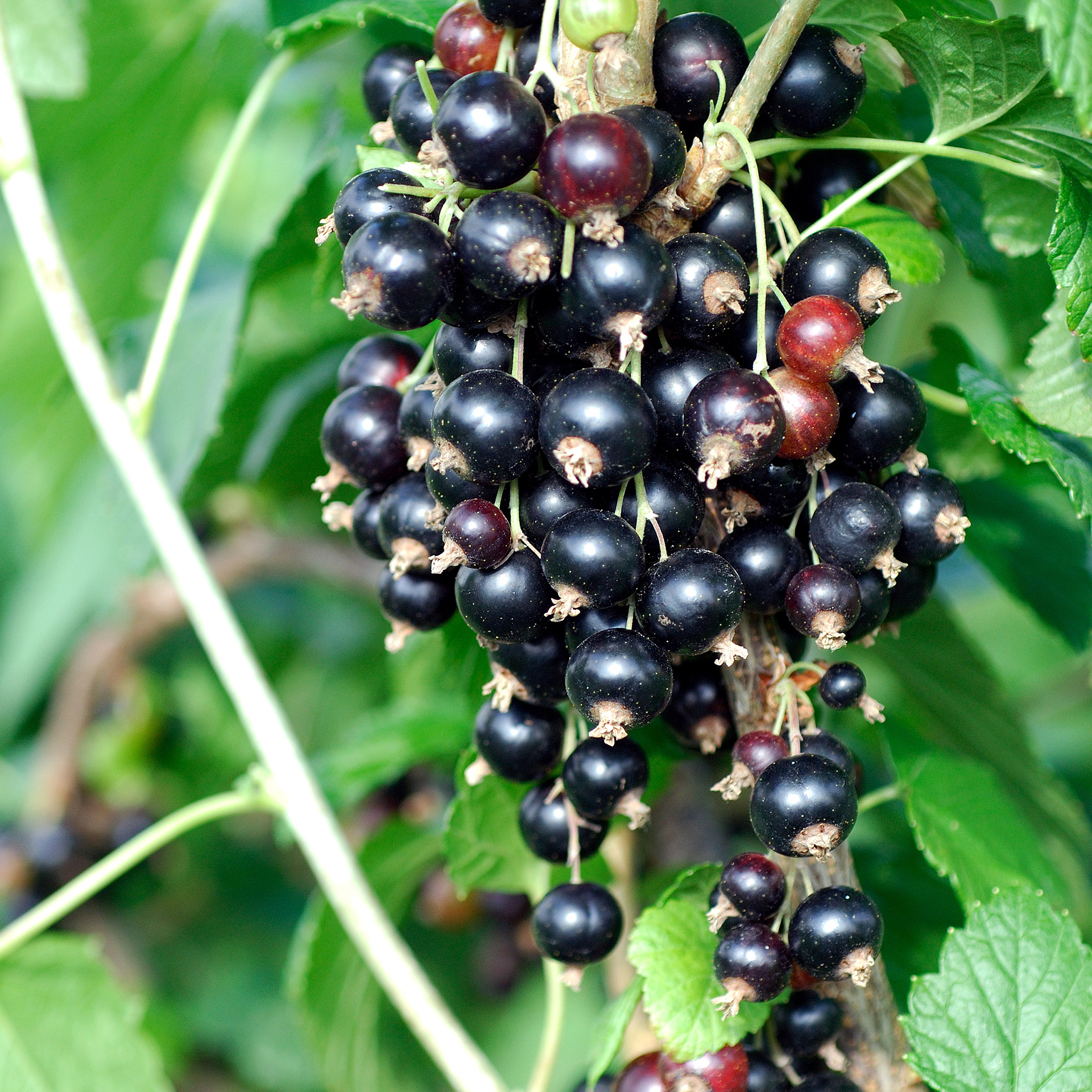 reife, schwarze Beeren an Zweig der Schwarzen Johannisbeere Titania