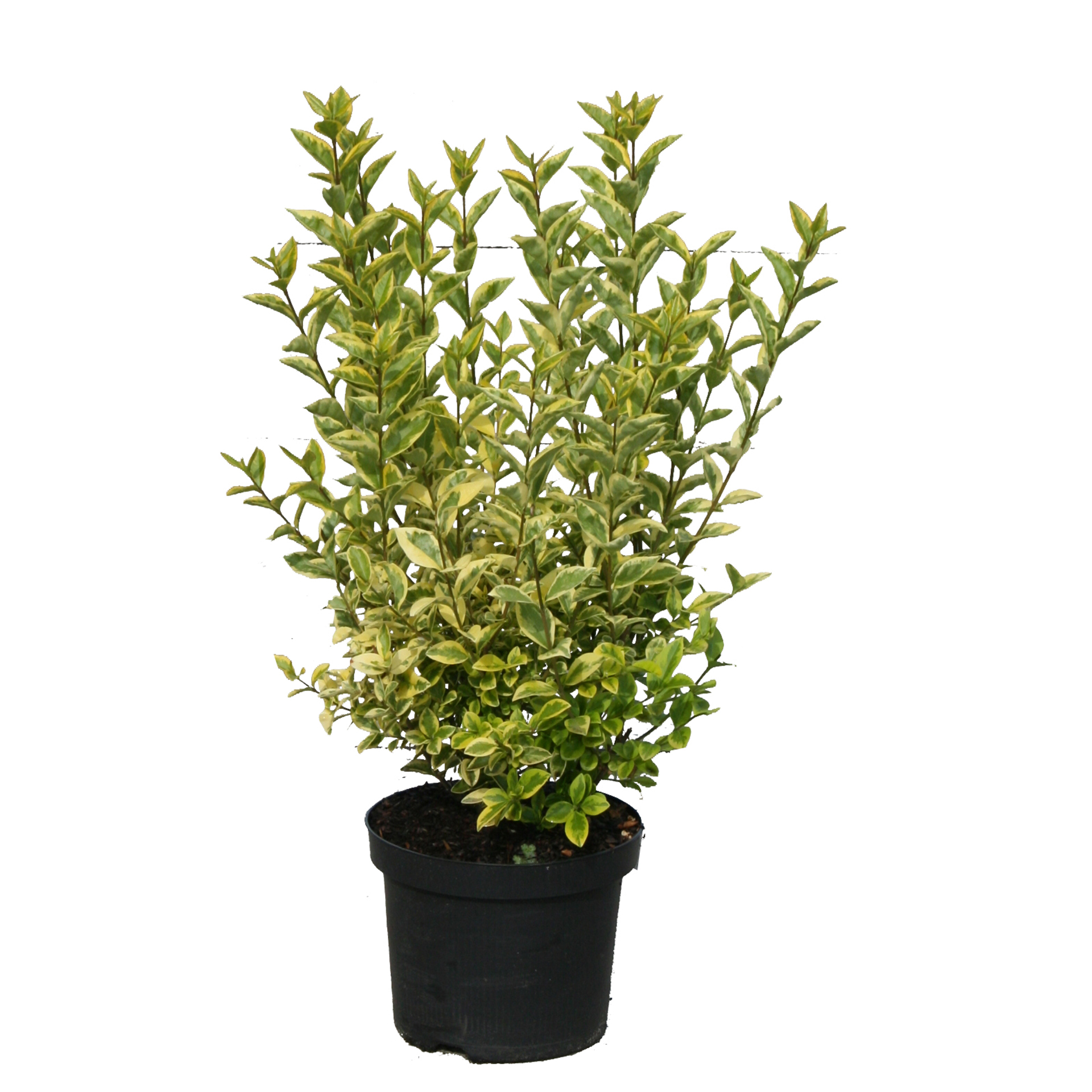 Ovalblättriger Liguster - Ligustrum ovalifolium 'Aureum', C4,5 50-60cm