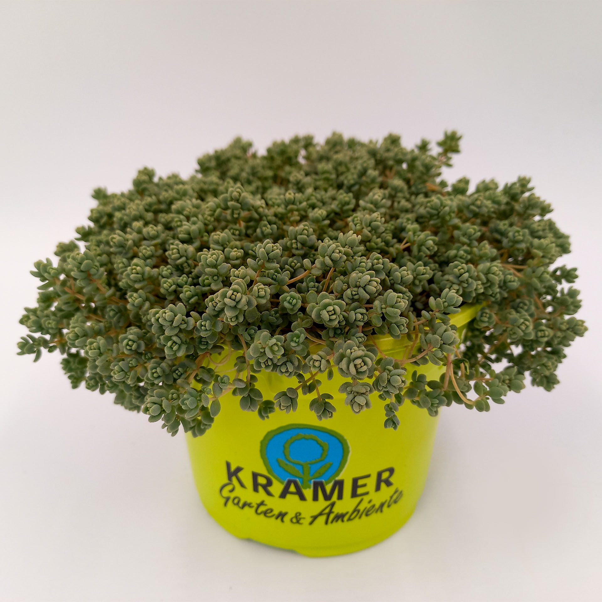 Buckel-Fetthenne flach wachsende Sonnenstaude Herbstbepflanzung