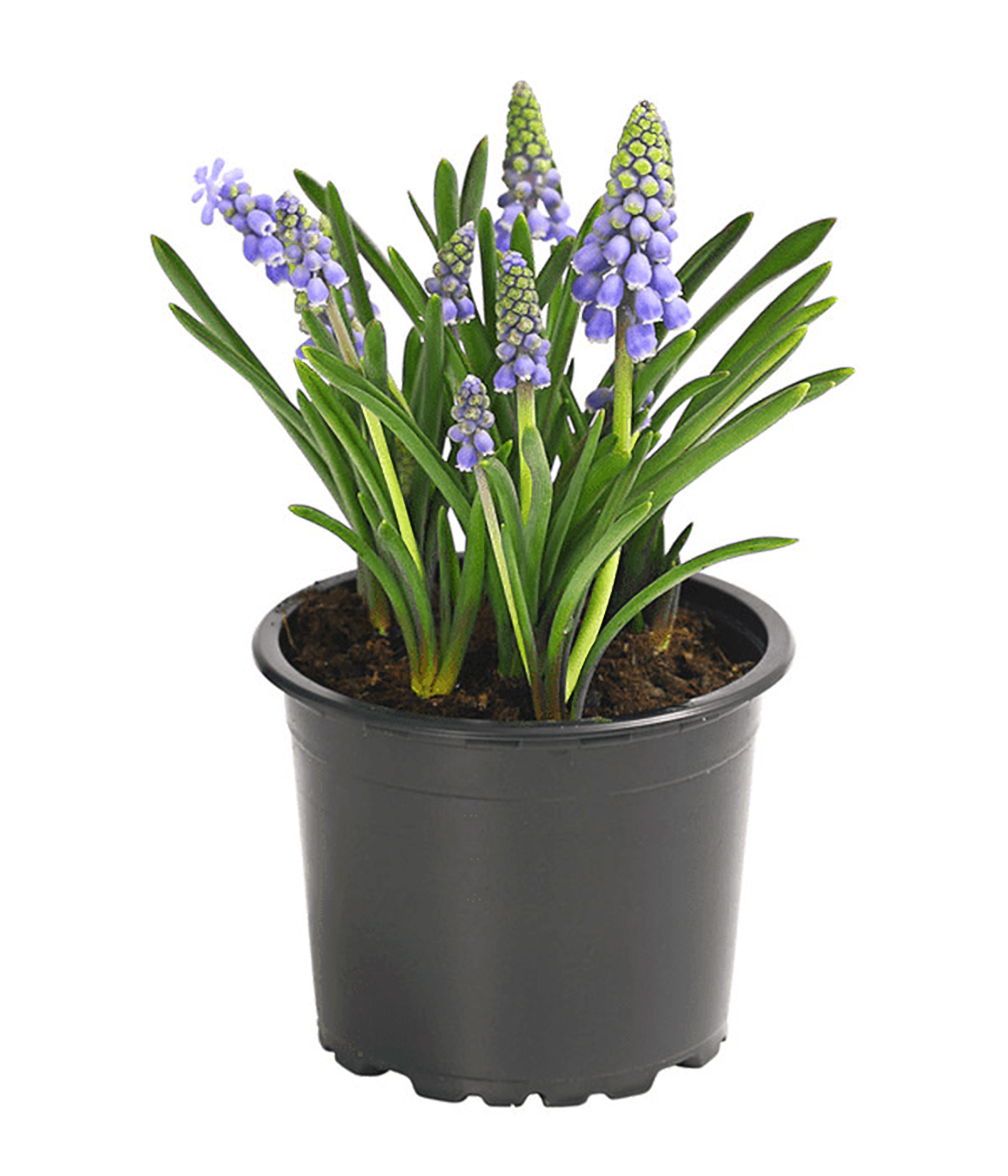 Traubenhyazinthe - Muscari armeniaca, blau, 10cm Topf