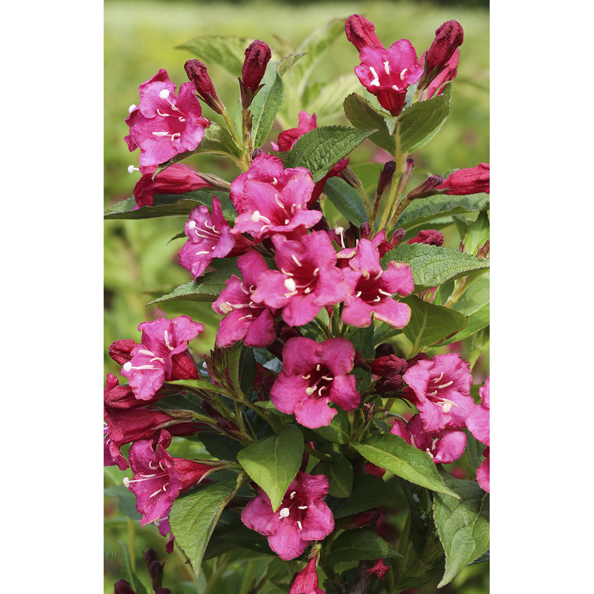 Zweige mit rubinroten Blüten der Weigelie Bristol Ruby