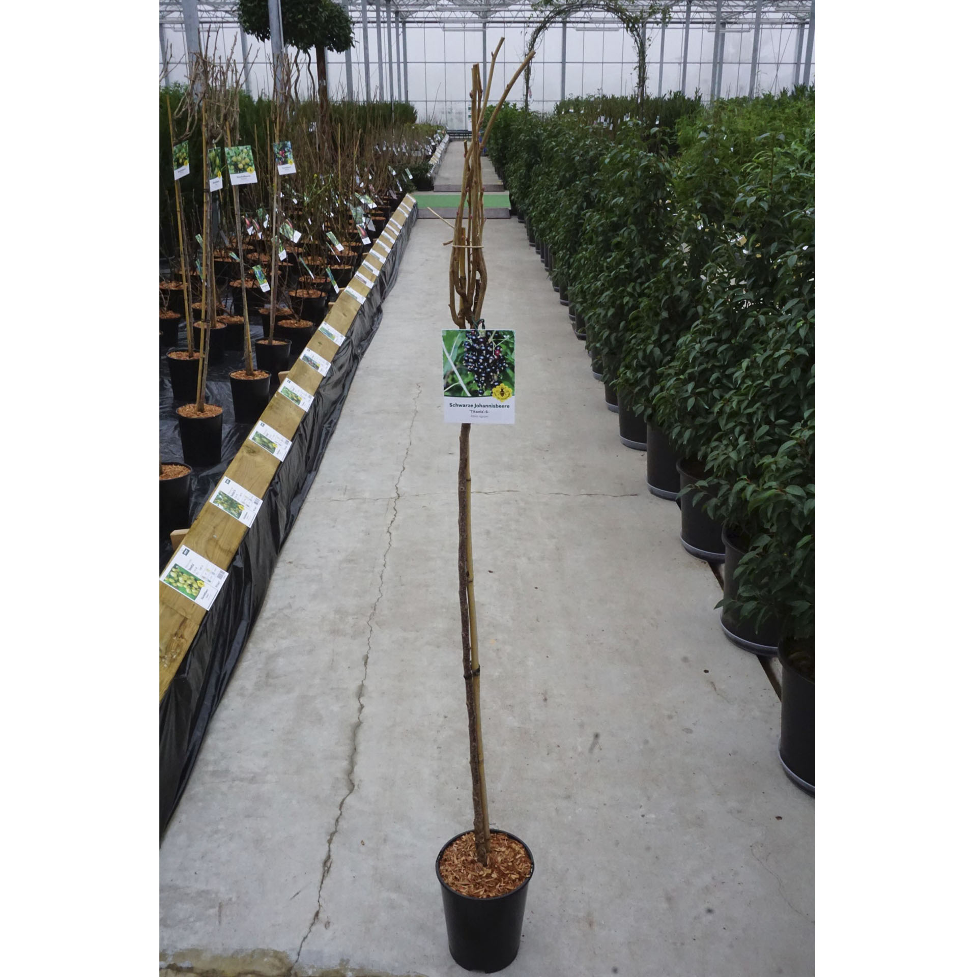 Pflanztopf mit Schwarze Johannisbeere Titania