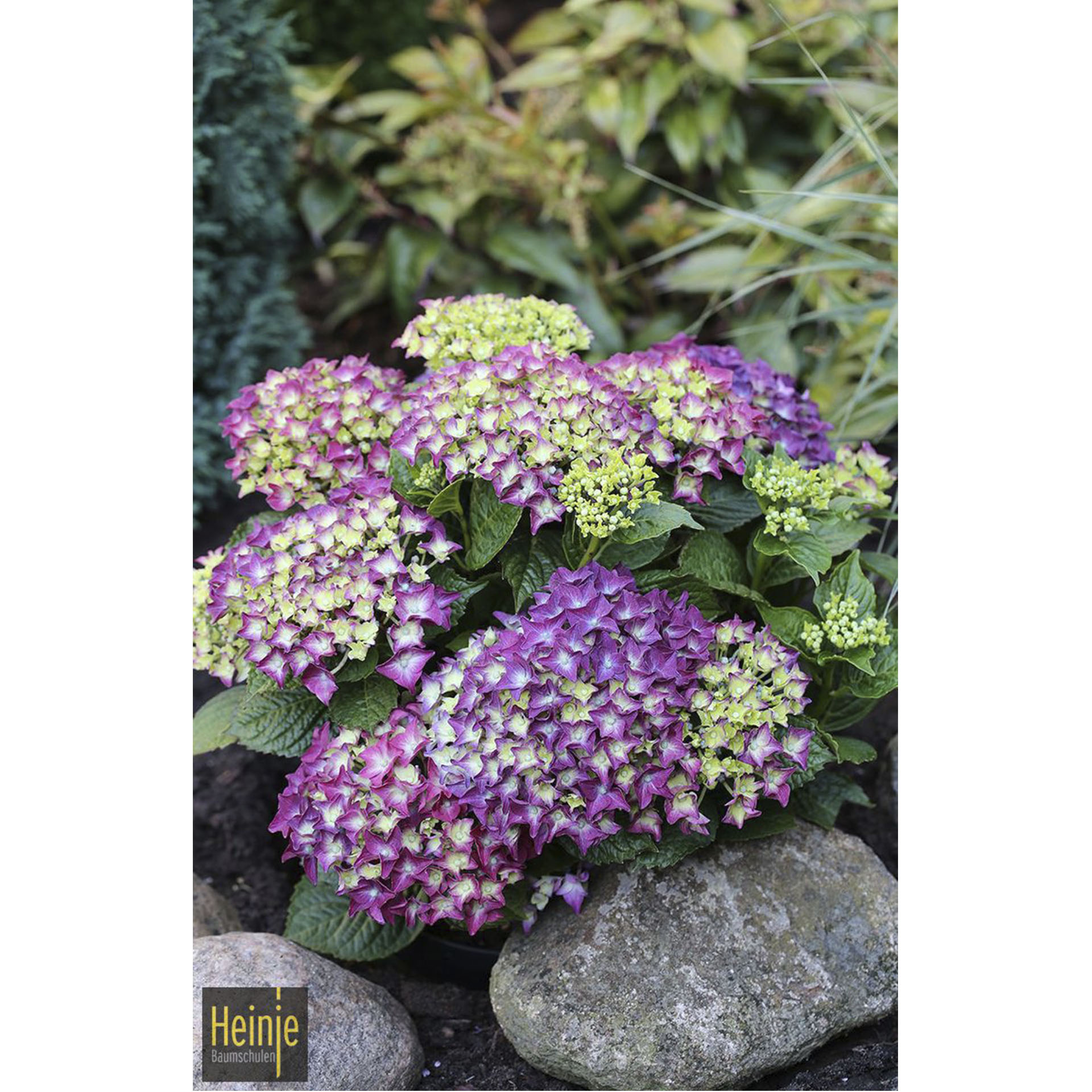 Hortensie - Hydrangea macrophylla 'Deep Purple Dance'® , C5
