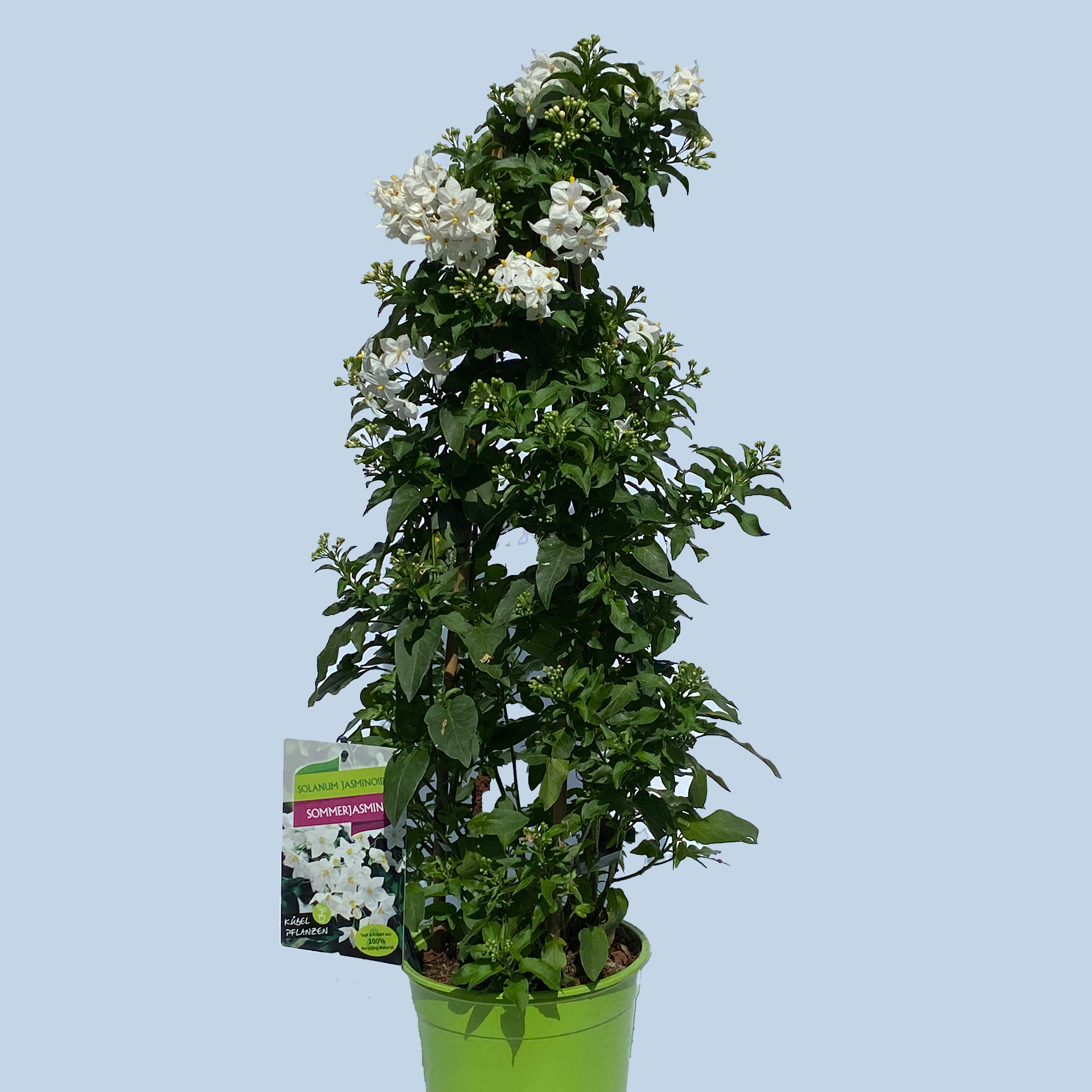 Falscher Jasmin Pyramide- Solanum jasminoides, 19cm Topf