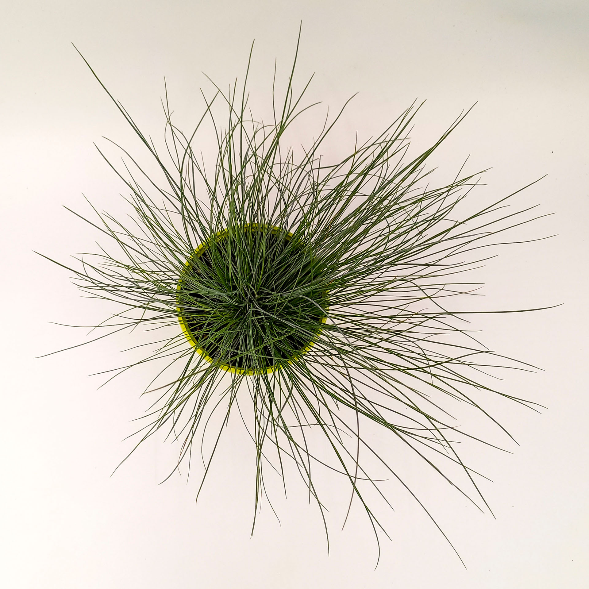 Blauschwingel Eisvogel Ziergras horstartiger Wuchs für sonnige Standorte