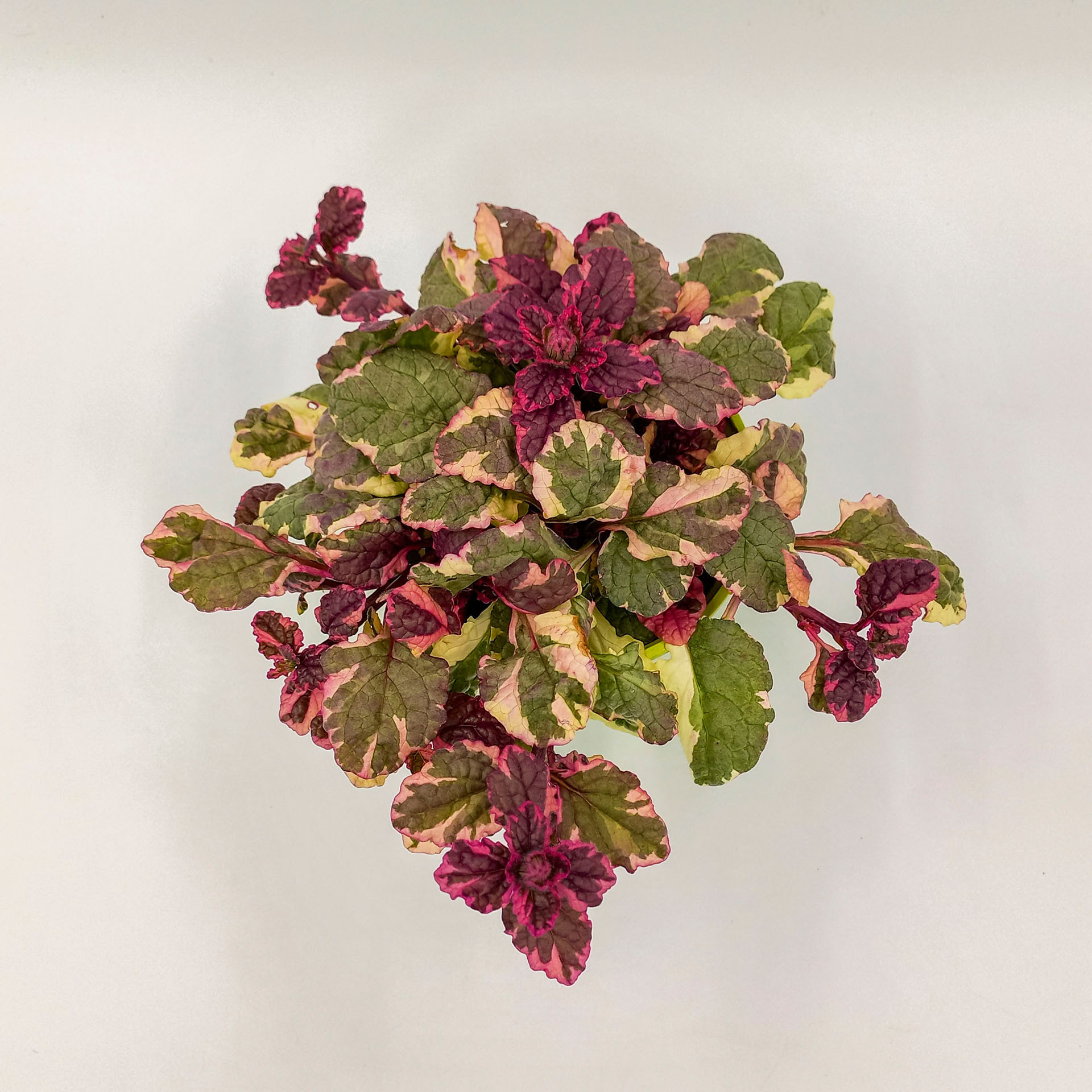 Bodendecker Günsel Burgundy Glow buntlaubig Grabbepflanzung