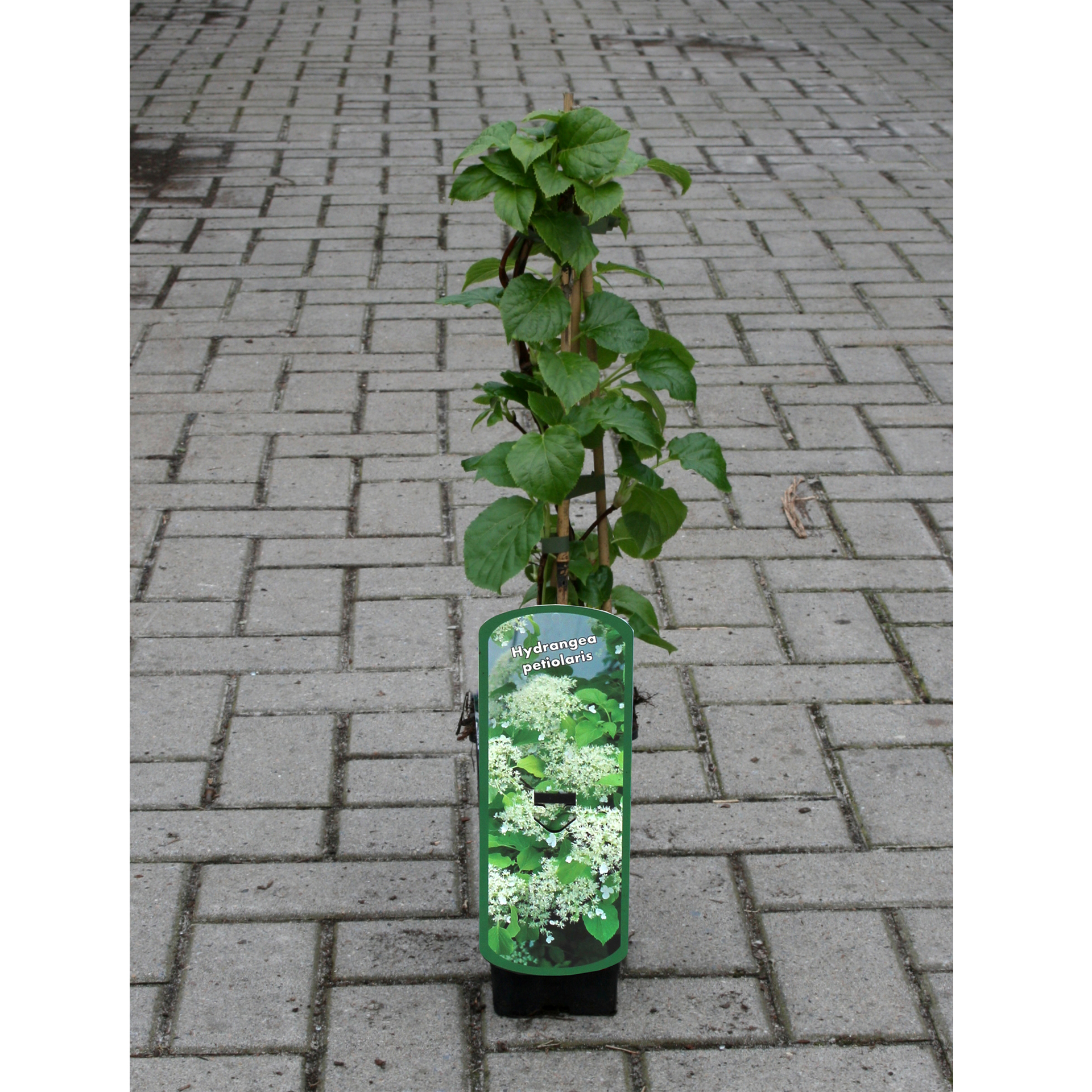 Kletterhortensie - Hydrangea petiolares, C2eck 40-60cm