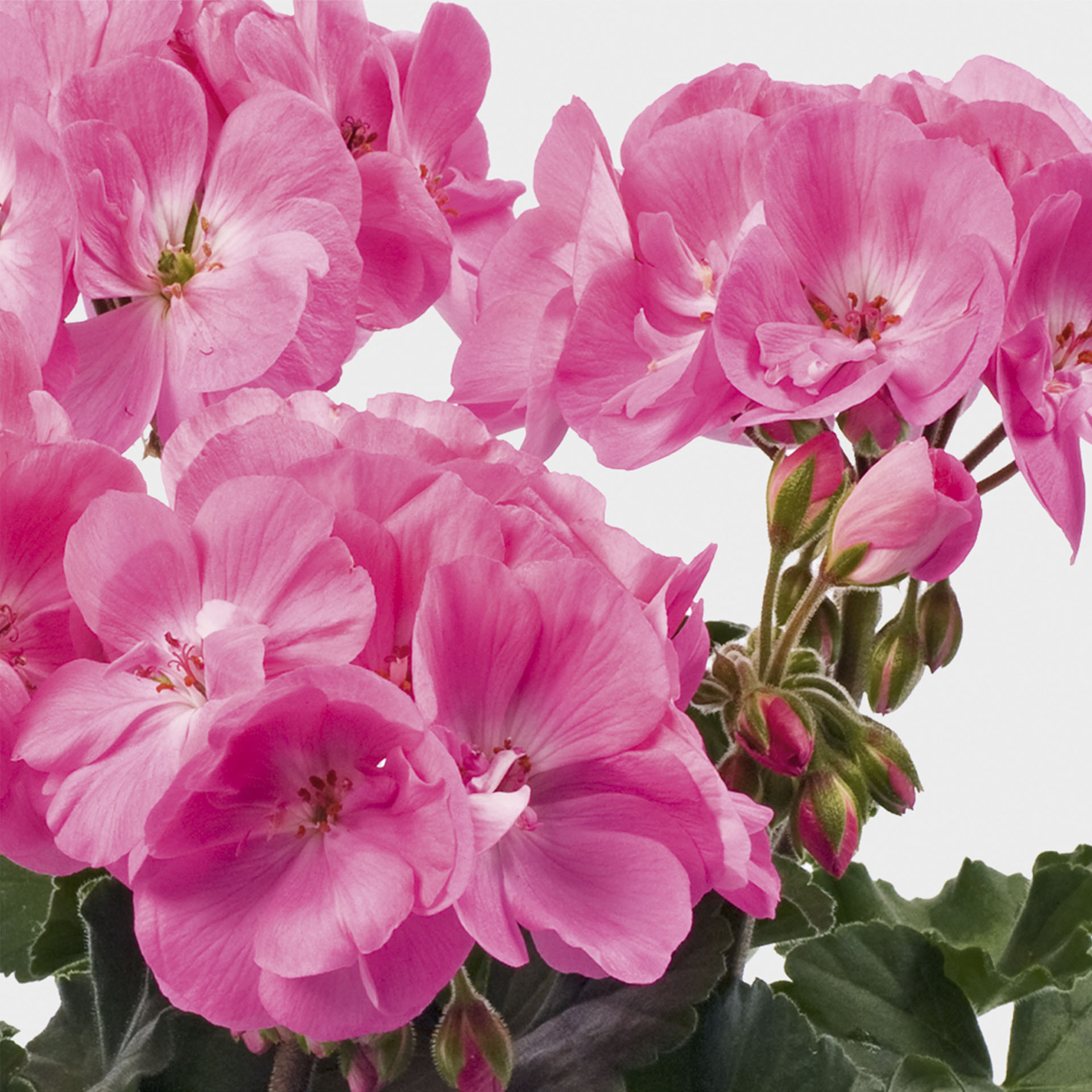 rosa Blüten der Geranie Rosita