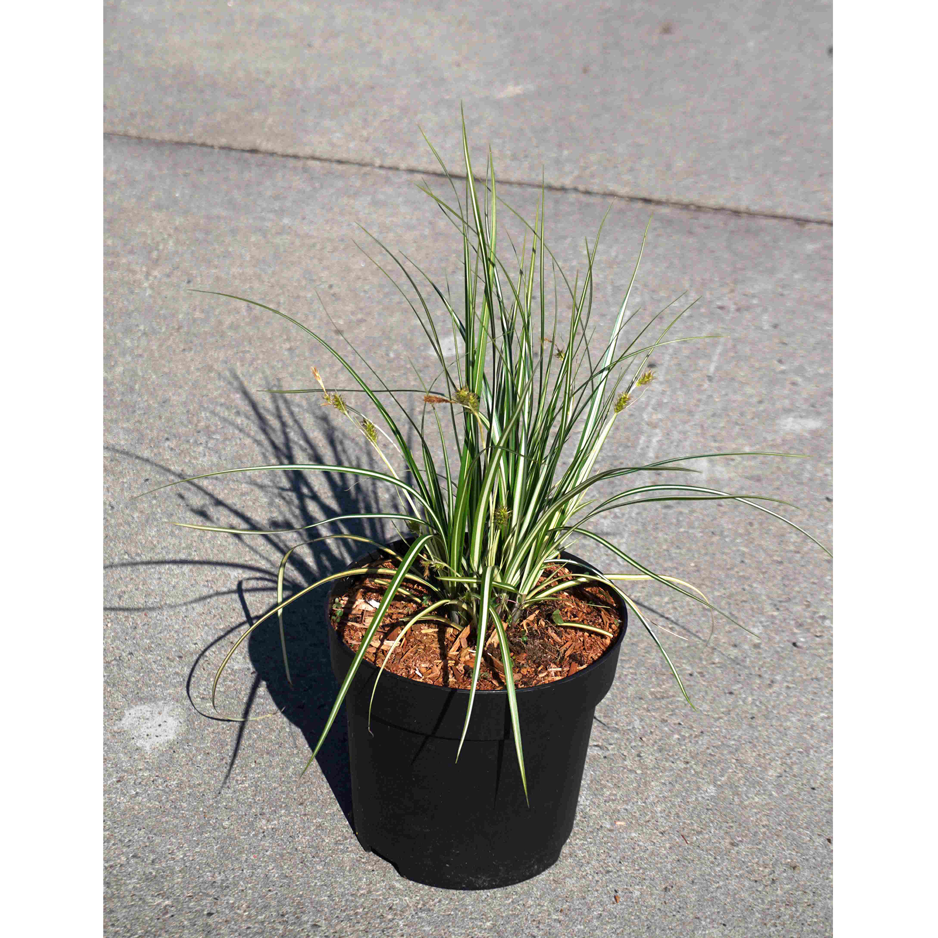 Segge - Carex hachijoensis 'Evergold', C2,8