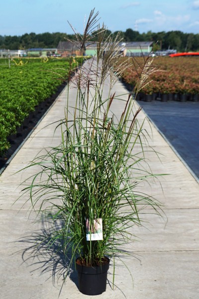 Chinaschilf - Miscanthus sinensis 'Ferner Osten' 1