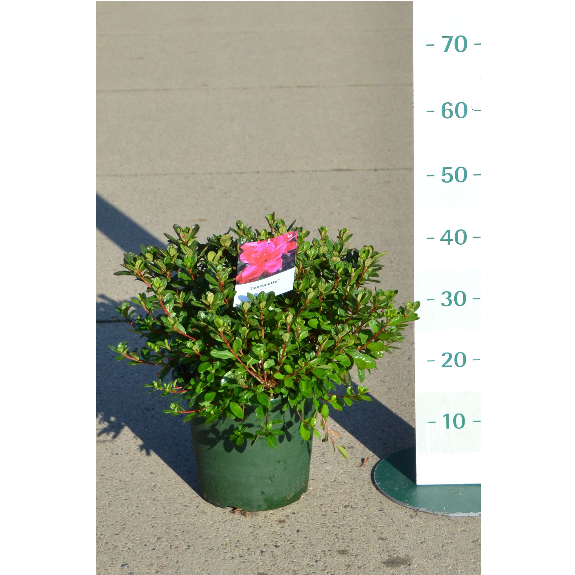 Japanische Azalee - Azalea 'Canzonetta', C6 30-40cm