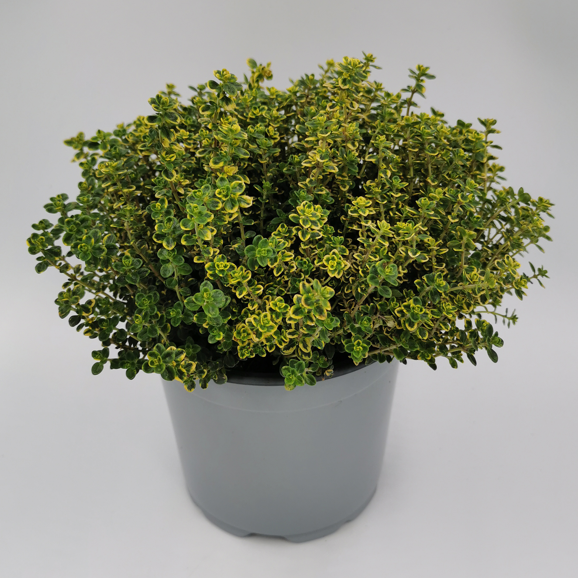 Thymian gelb-grün Küchenkräuter Gewürzpflanze