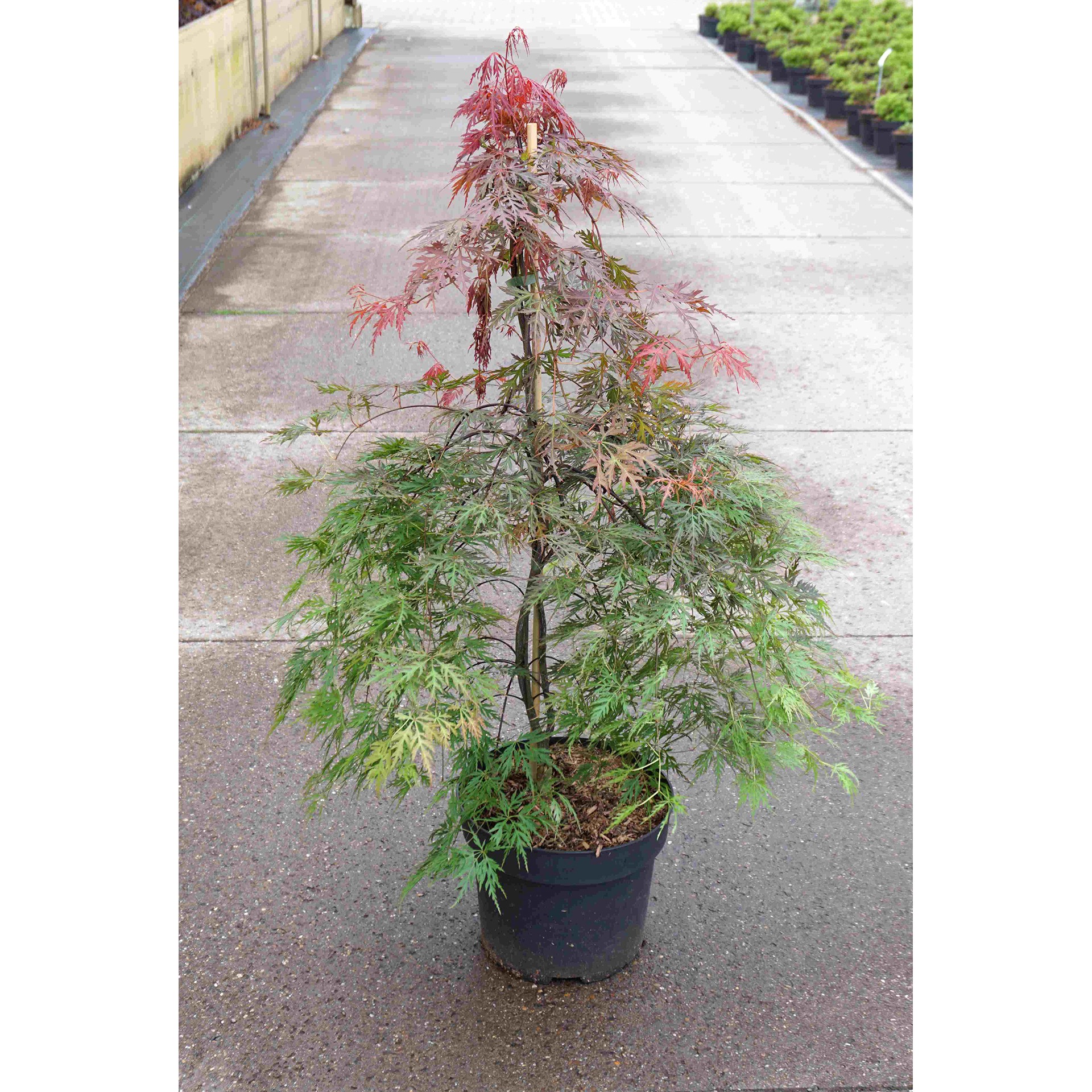 Japanischer Schlitzahorn - Acer palmatum 'Orangeola', C10 80-100cm