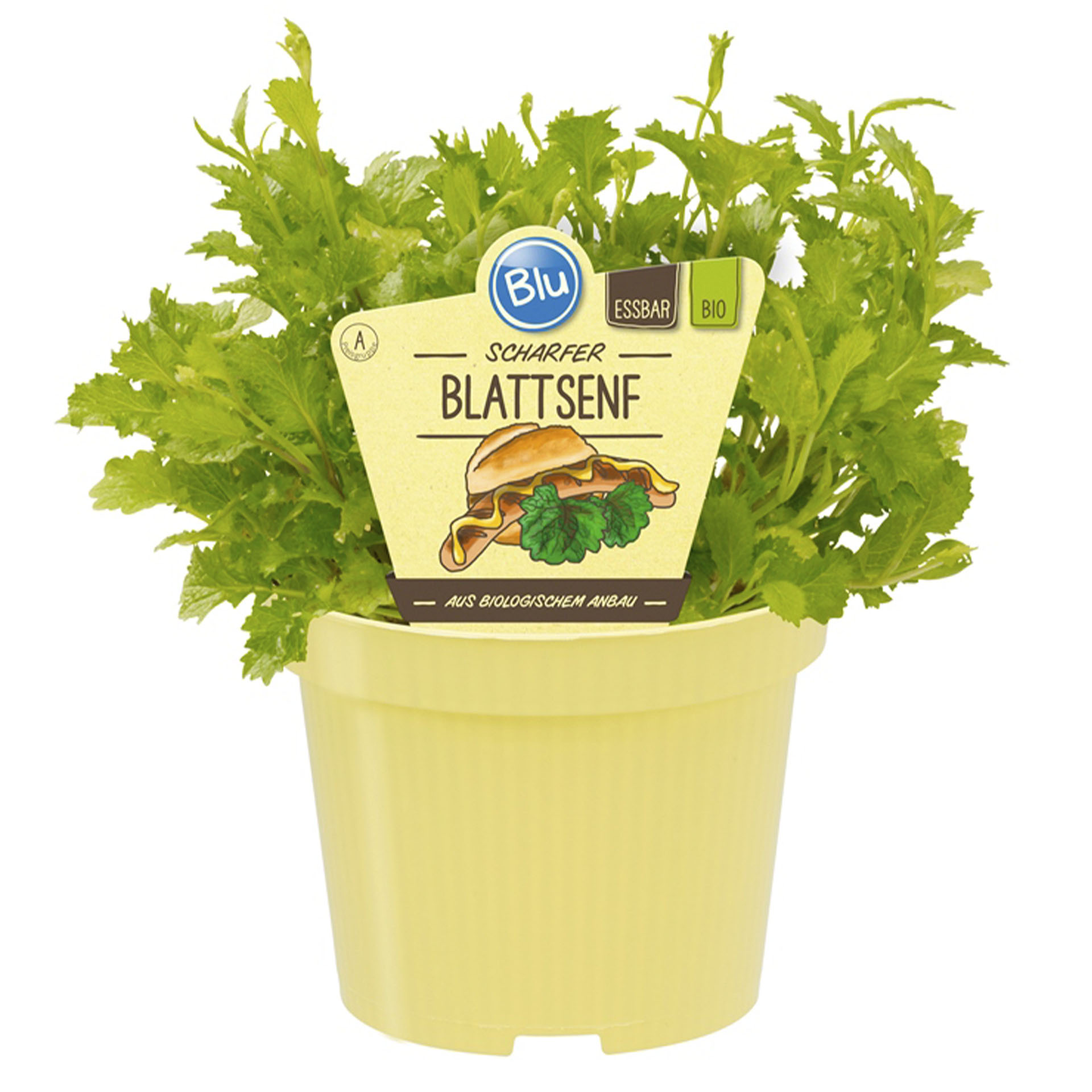 BIO Blattsenf - Brassica juncea, 12cm Topf