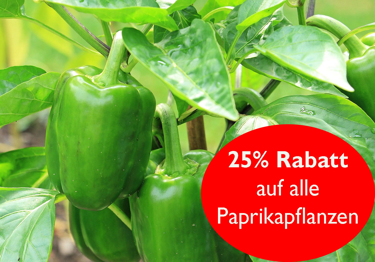 Paprikapflanzen 25 Prozent rabattiert