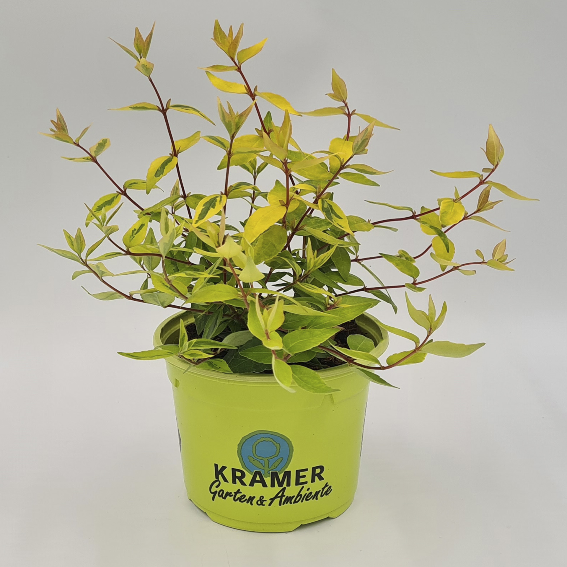 Abelie Kaleidoscope im Pflanztopf