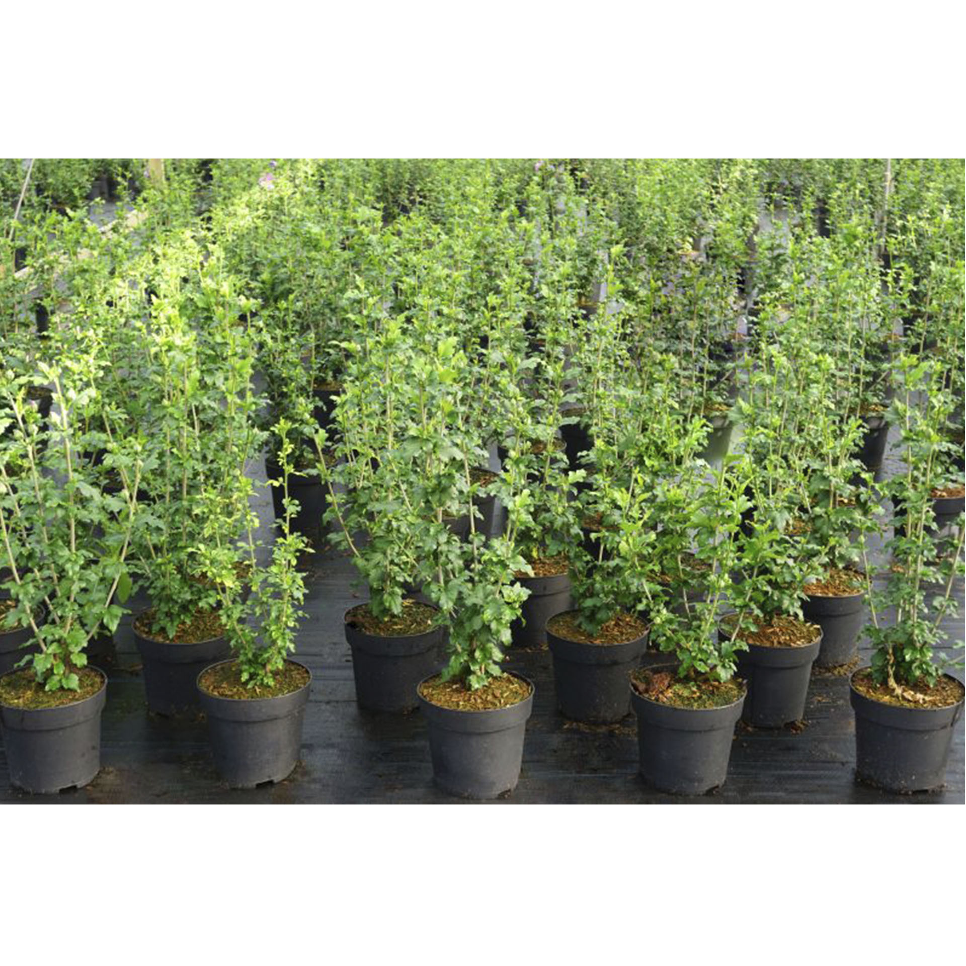 Garteneibisch - Hibiscus syriacus 'Tahiti'®,  C4,5 50-60cm