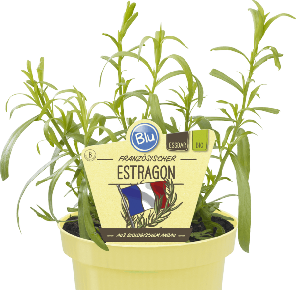 BIO Estragon französischer