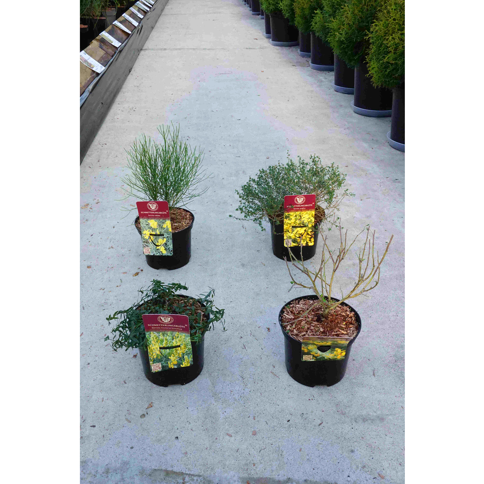 Ginster - Genista 'Zwergformen in Sorten', C2 20-30cm