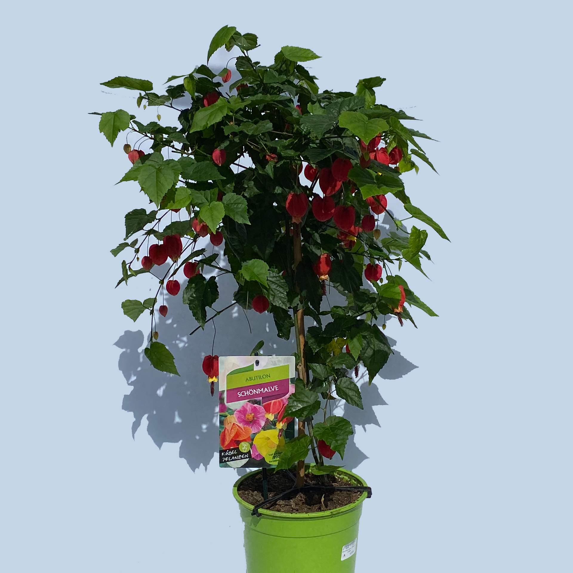 Schönmalve Stamm - Abutilon Hybride rot-gelb, 19cm Topf