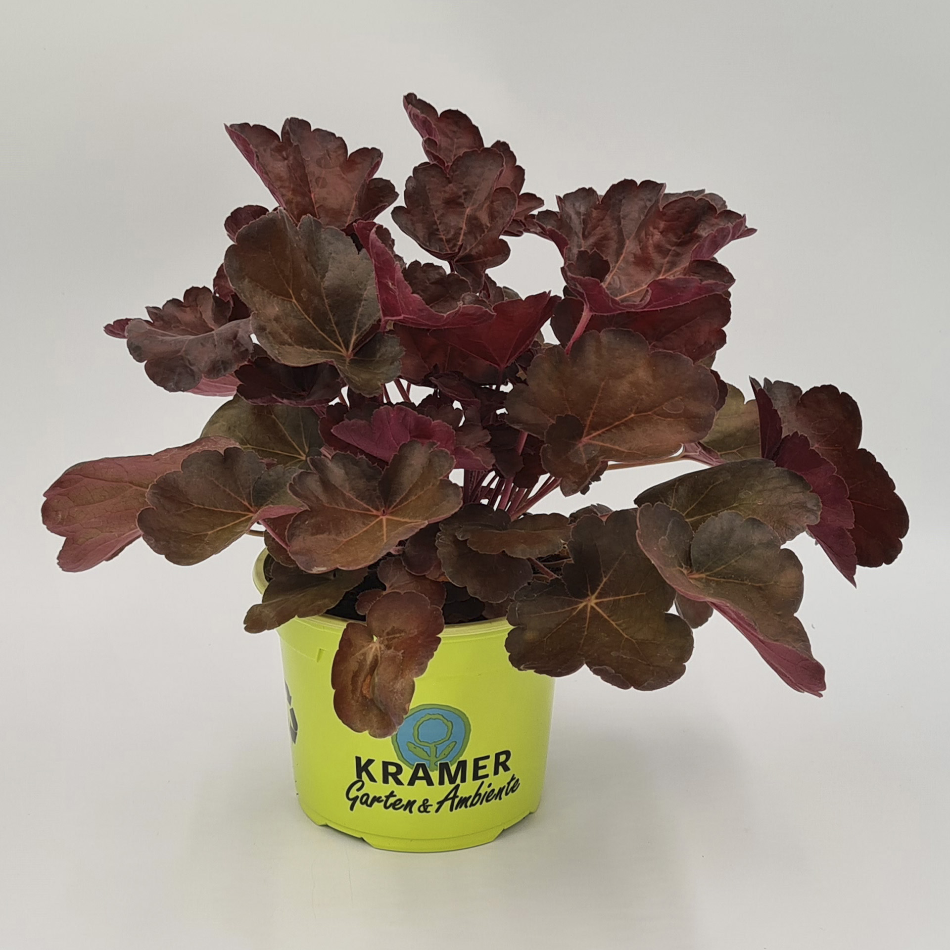 Purpurglöckchen Little Cuties Blondie Herbstpflanze