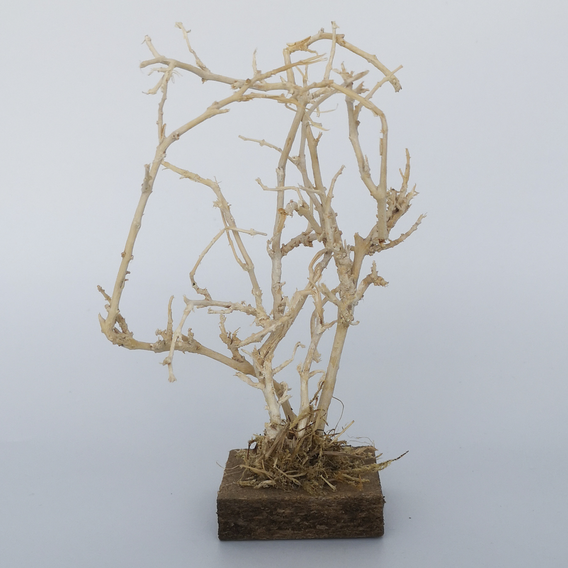 Baum in der Winterzeit ohne Blätter