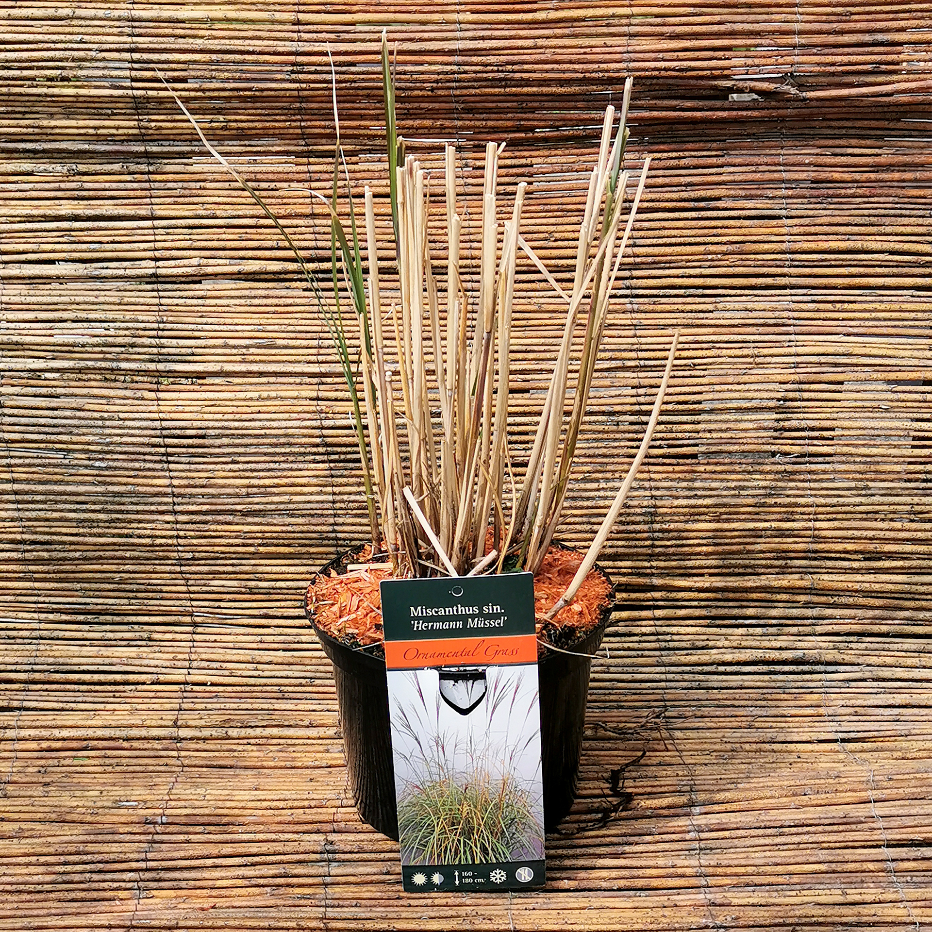 Chinaschilf - Miscanthus sinensis 'Hermann Müssel', 17cm Topf