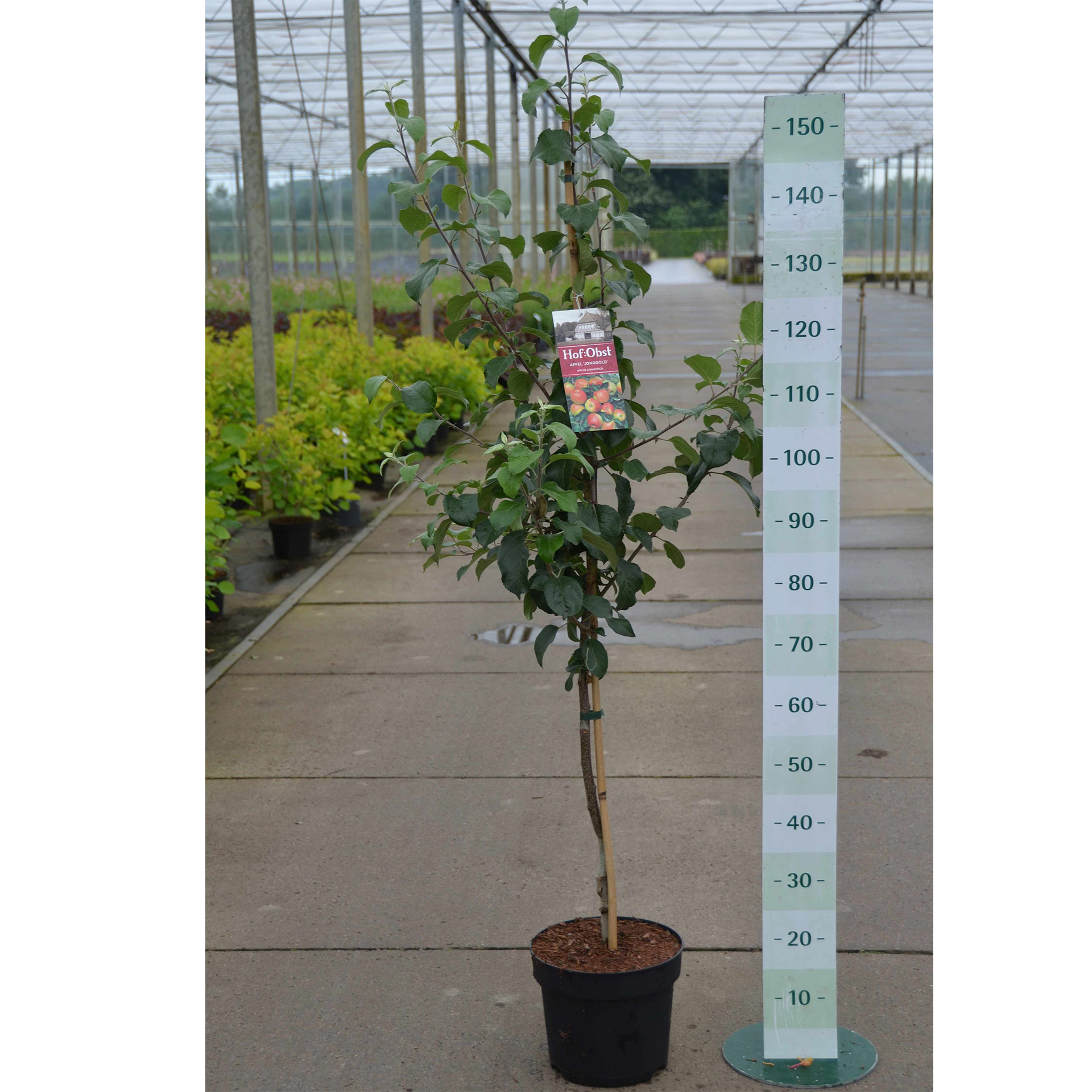 Apfel Jonagold Apfelbaum Apfel süß saftig