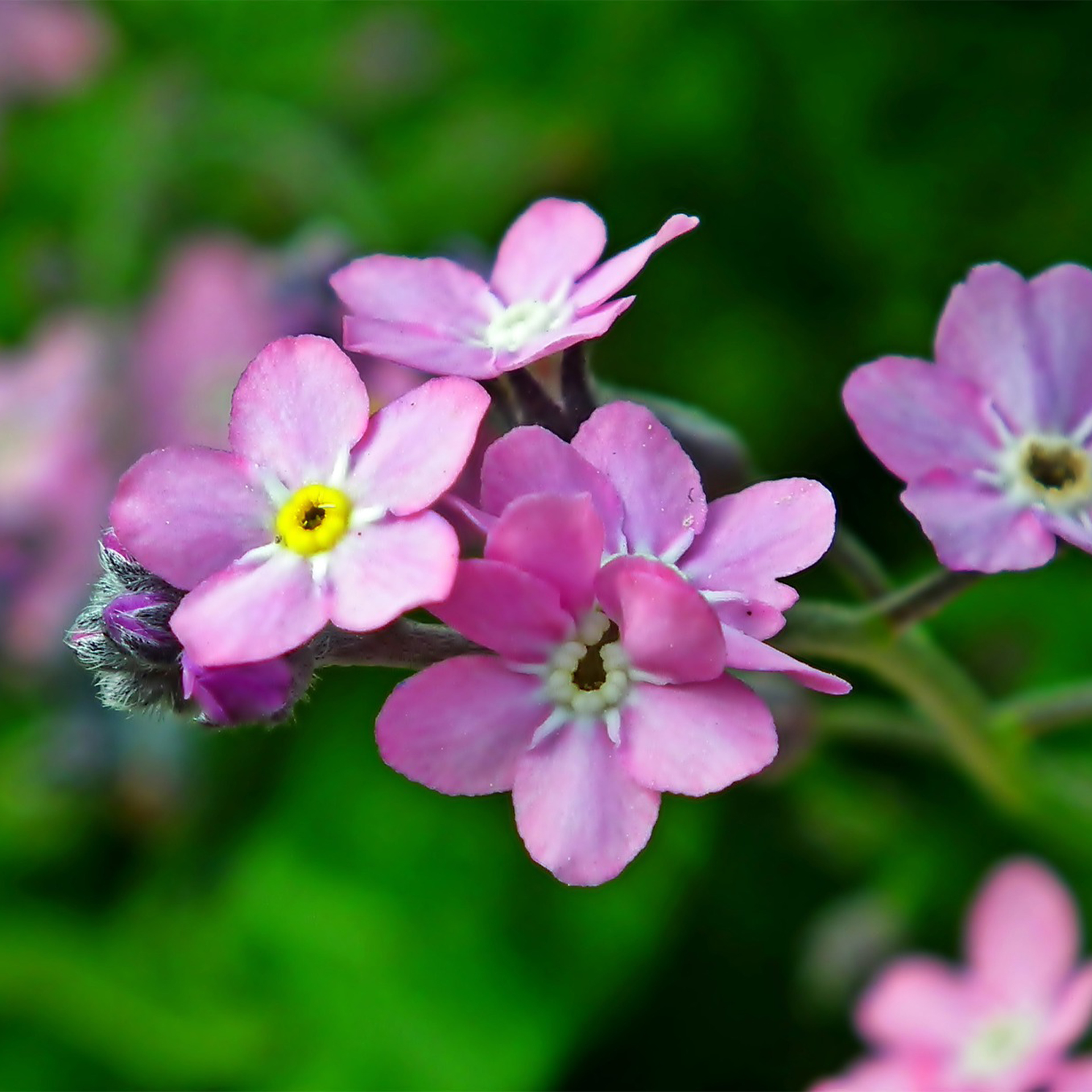 rosa blühendes vergissmeinnicht