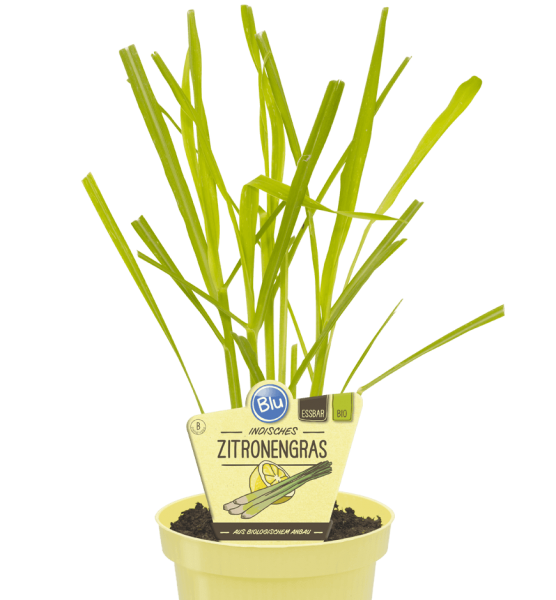 BIO ZItronengras - Cymbopogon citratus